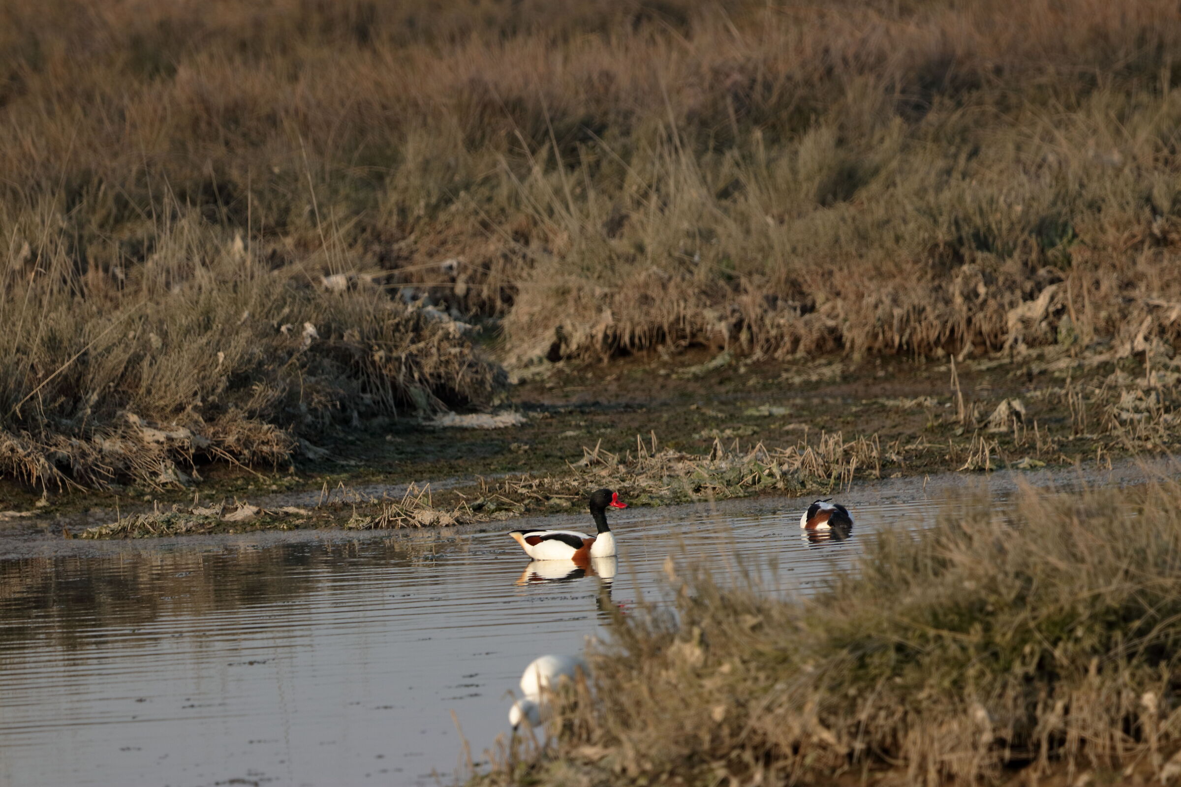 Red-billed duck