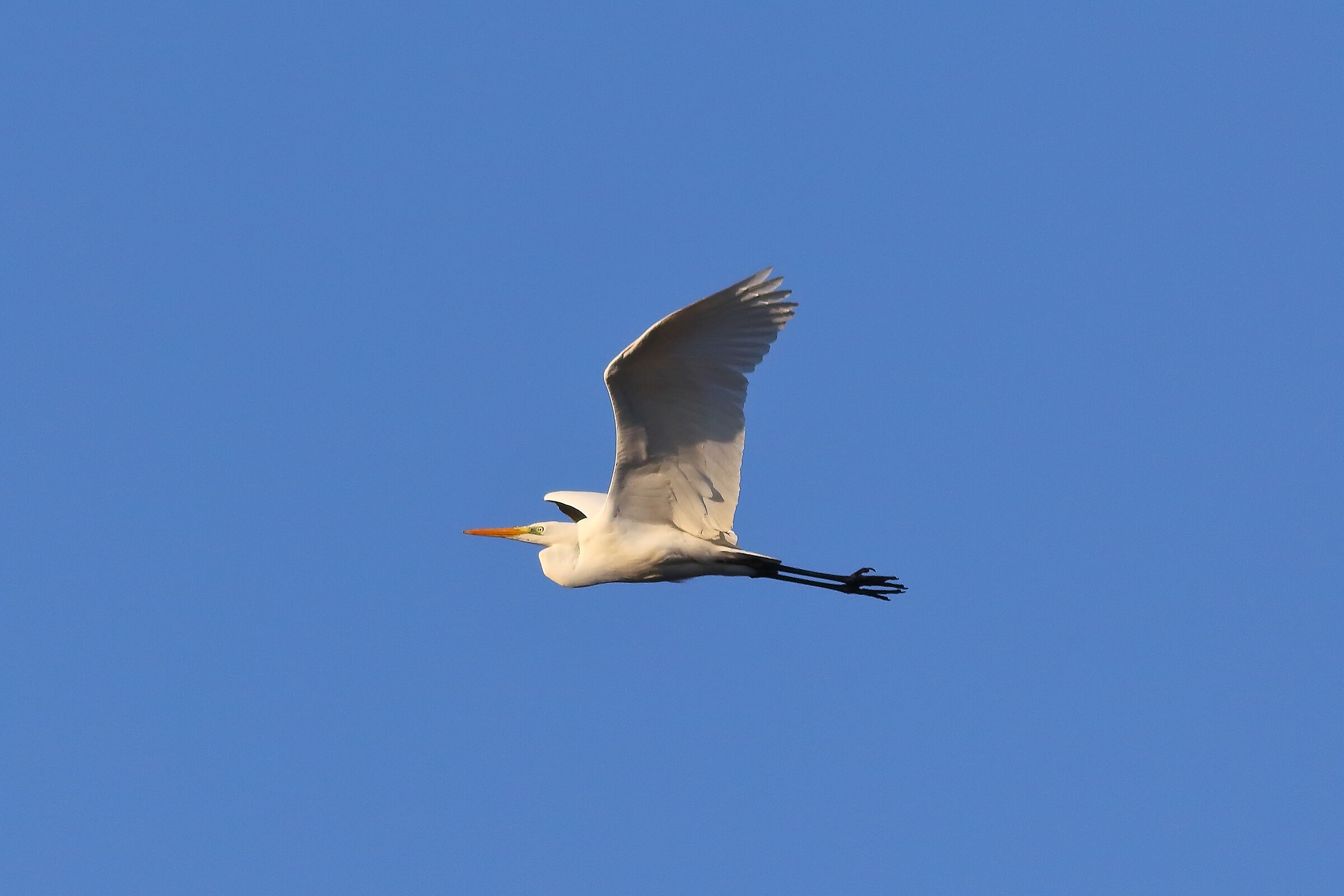 Airone BM 15 January 2024 - 6127