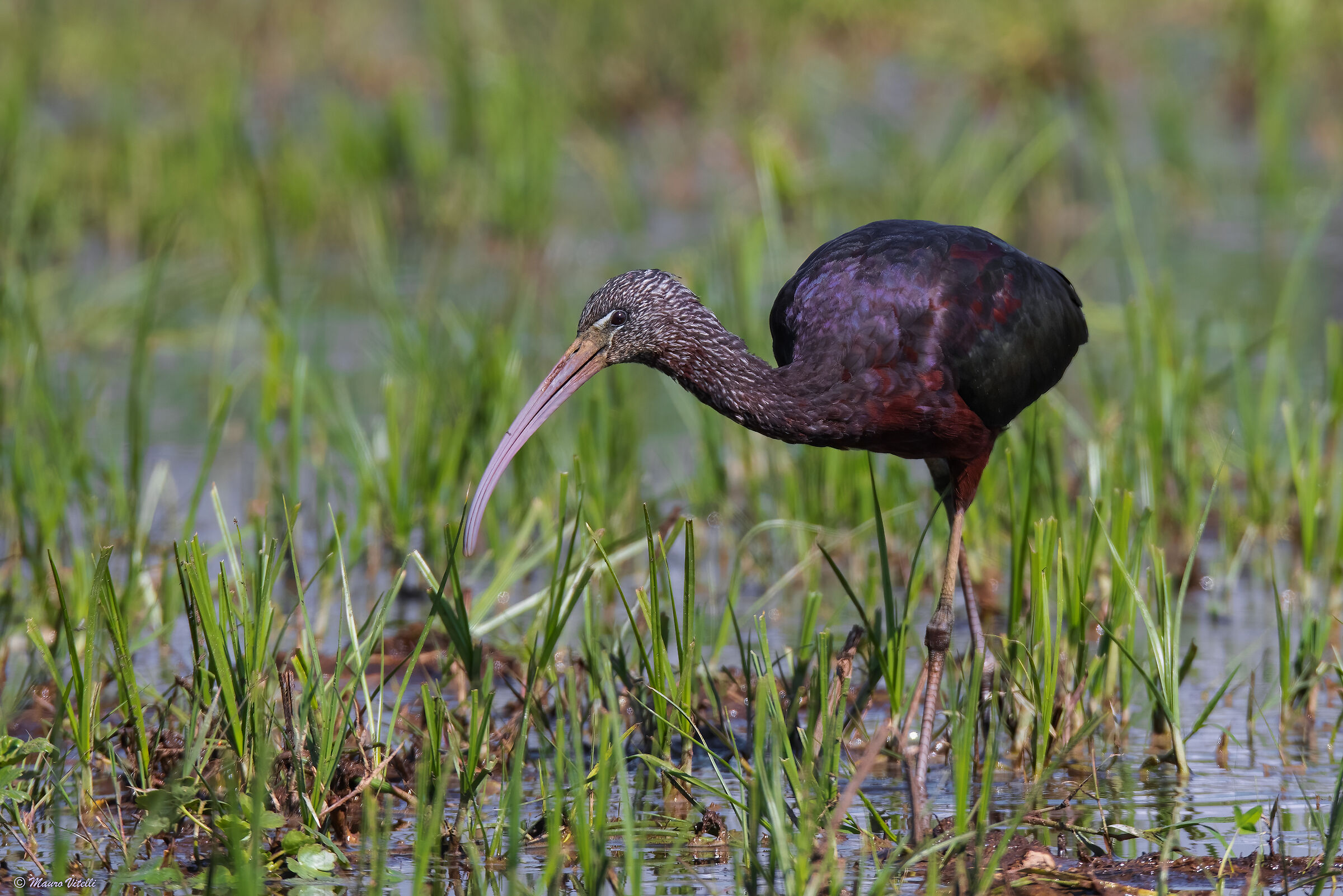Stingrayfish (Plegadis falcinellus)