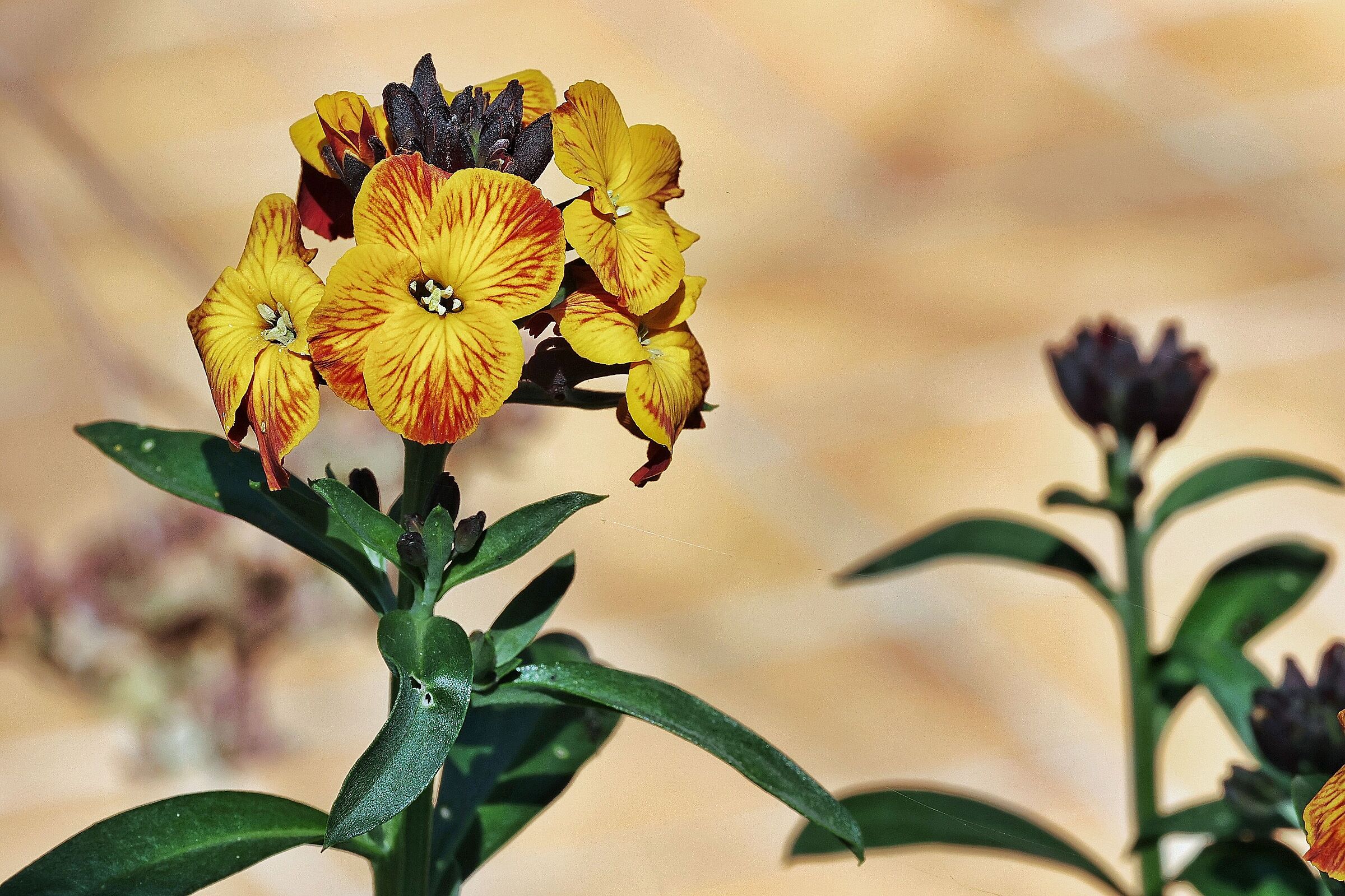 Erysimum cheiri