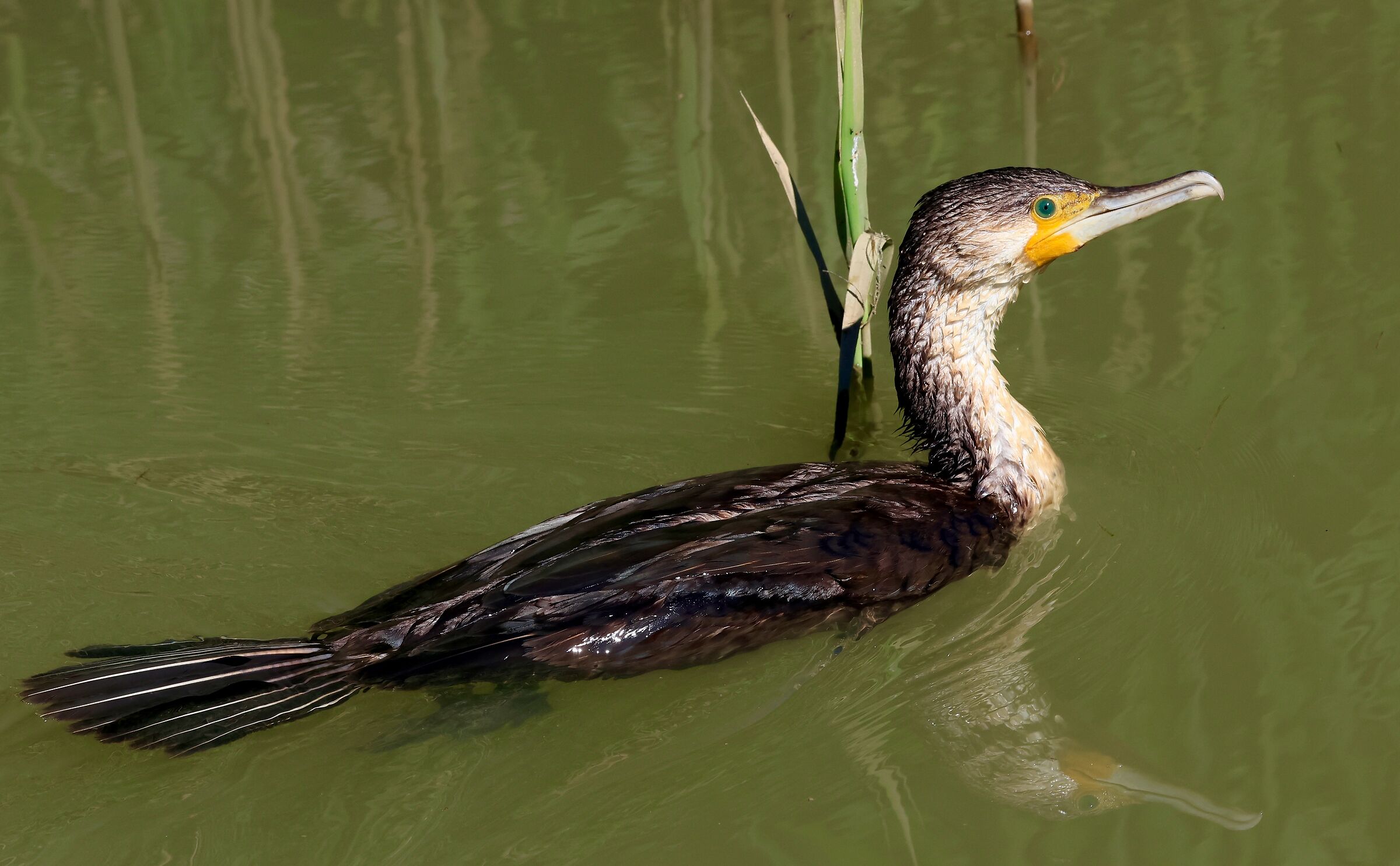 cormorano a spasso nel fiume