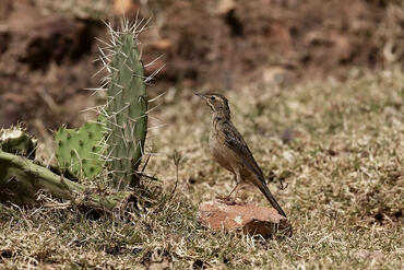 Anthus similis