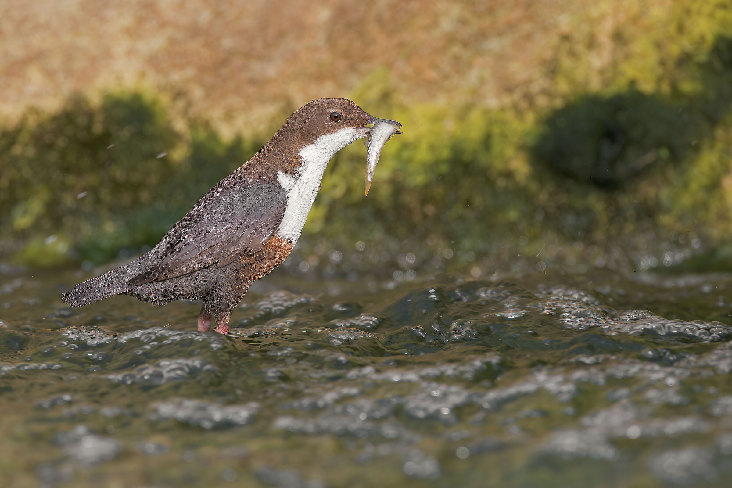 Merlo acquaiolo con pesciolino II°