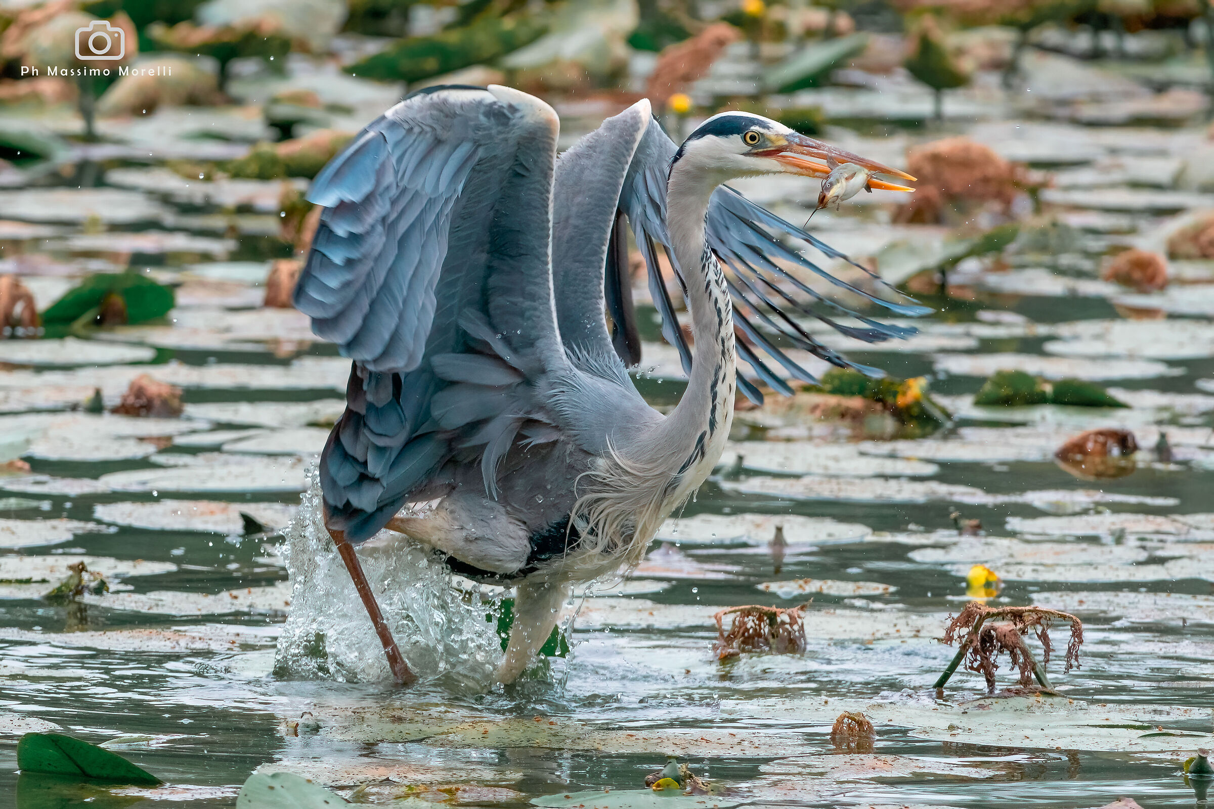 The grey heron fished well
