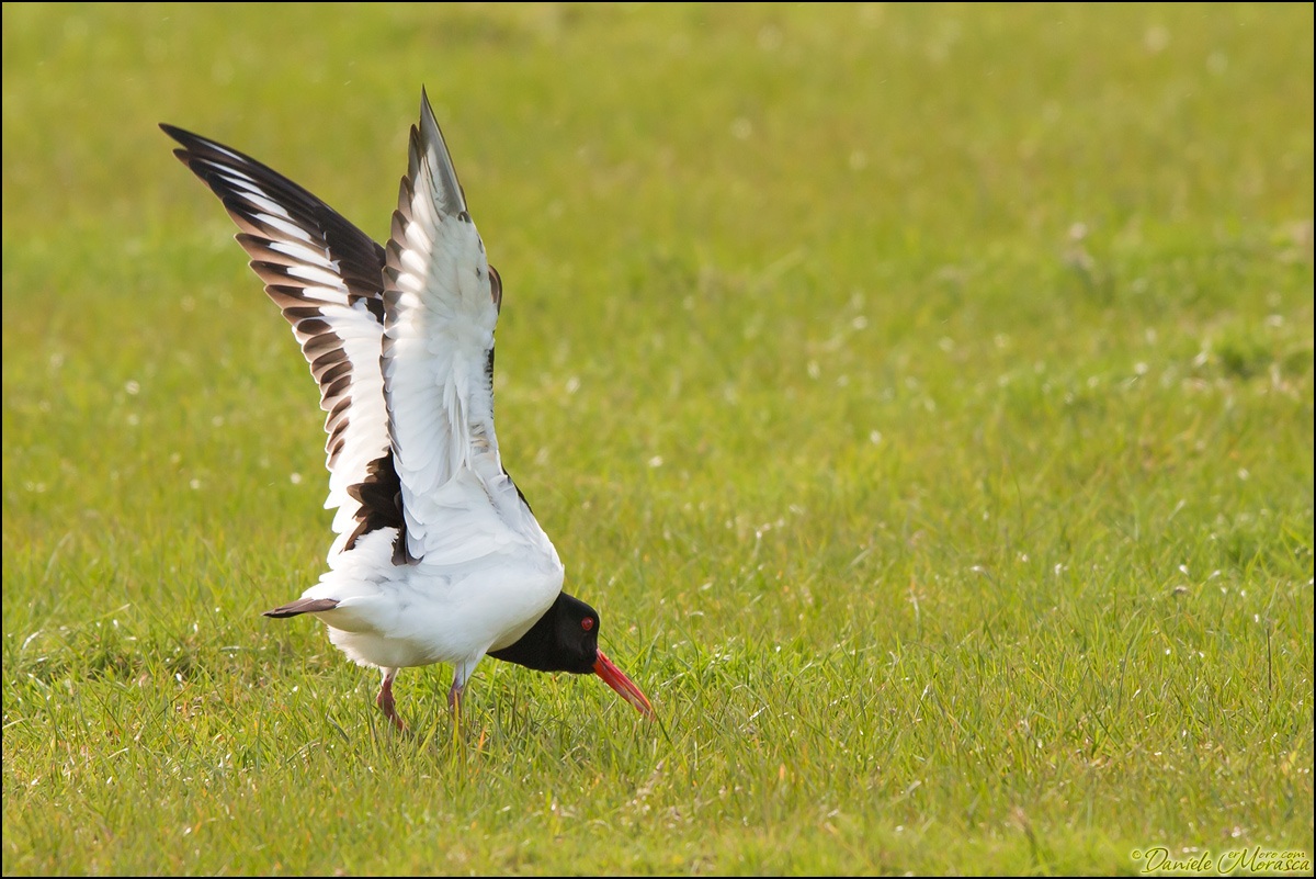 The streccing dell'Oystercatcher