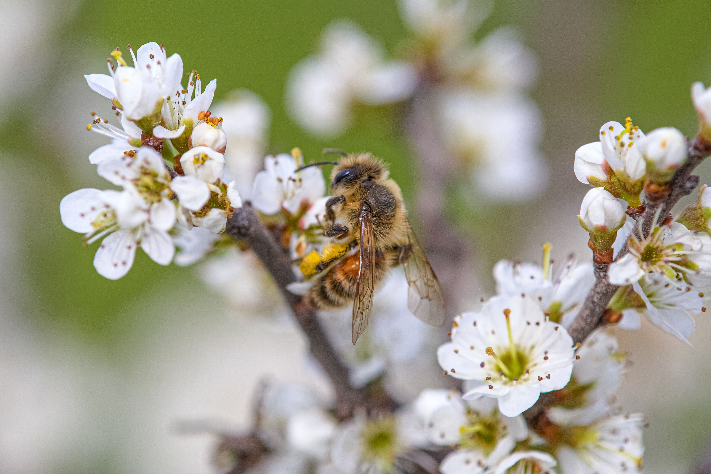 Bee and wild plum blossoms