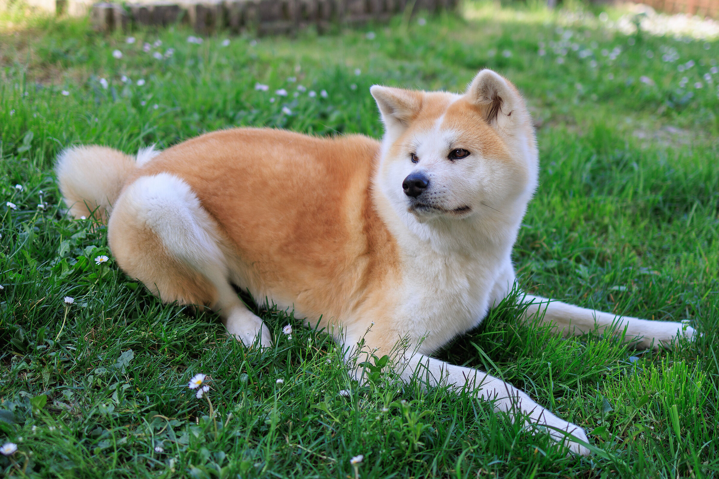 My Yuki in Prize Mode