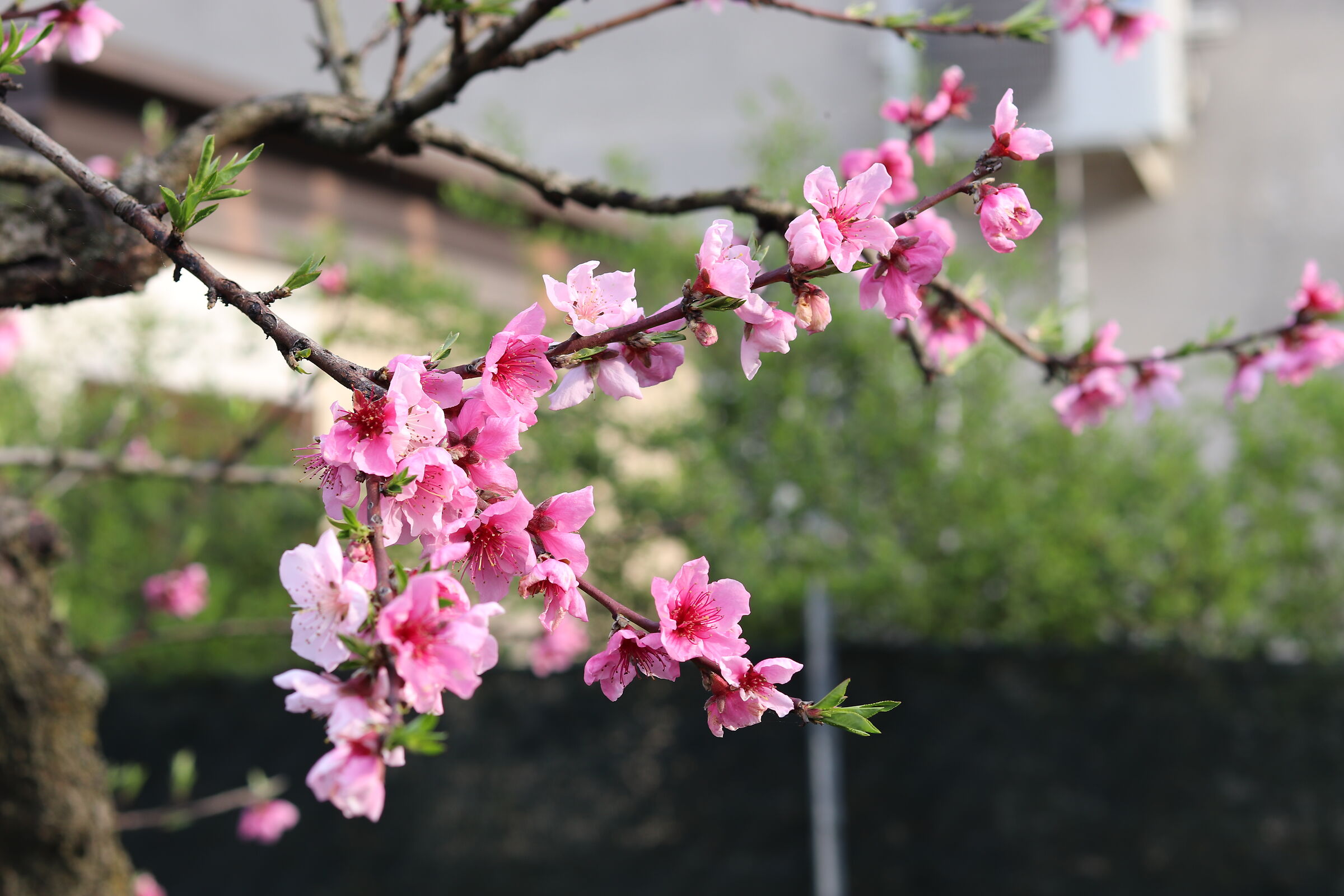 primo giorno di primavera ....ma dove sono le api