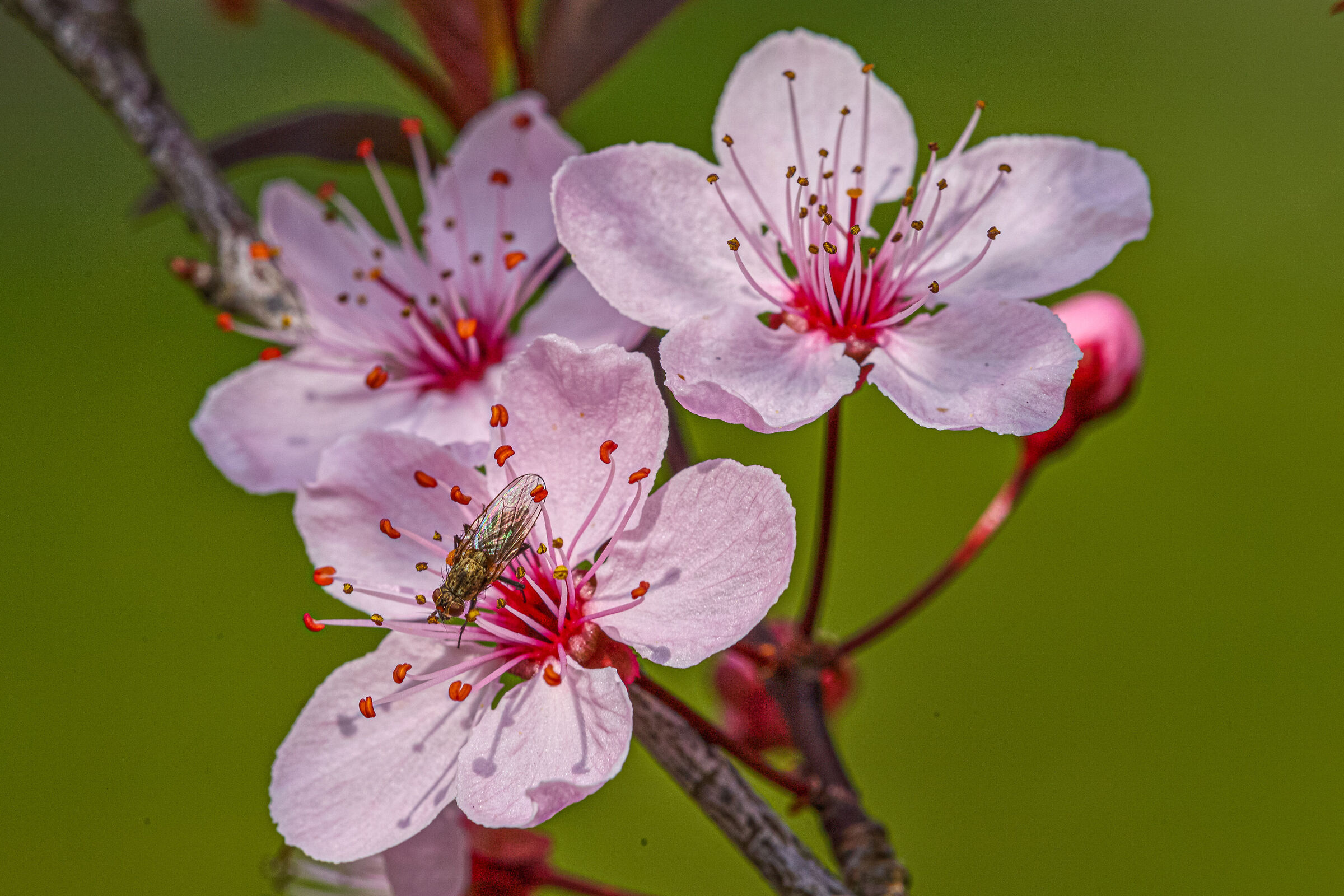 Fly on cherry blossoms