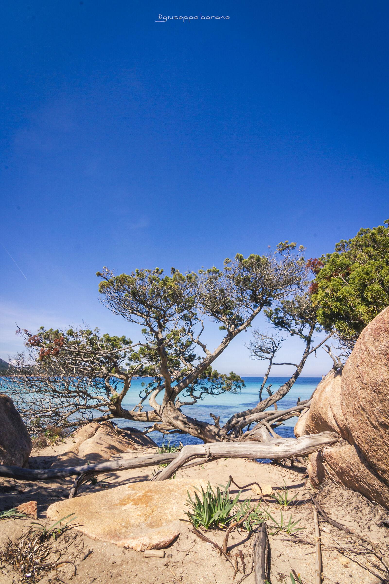 juniper nestled among the rocks of the Grande Pevero