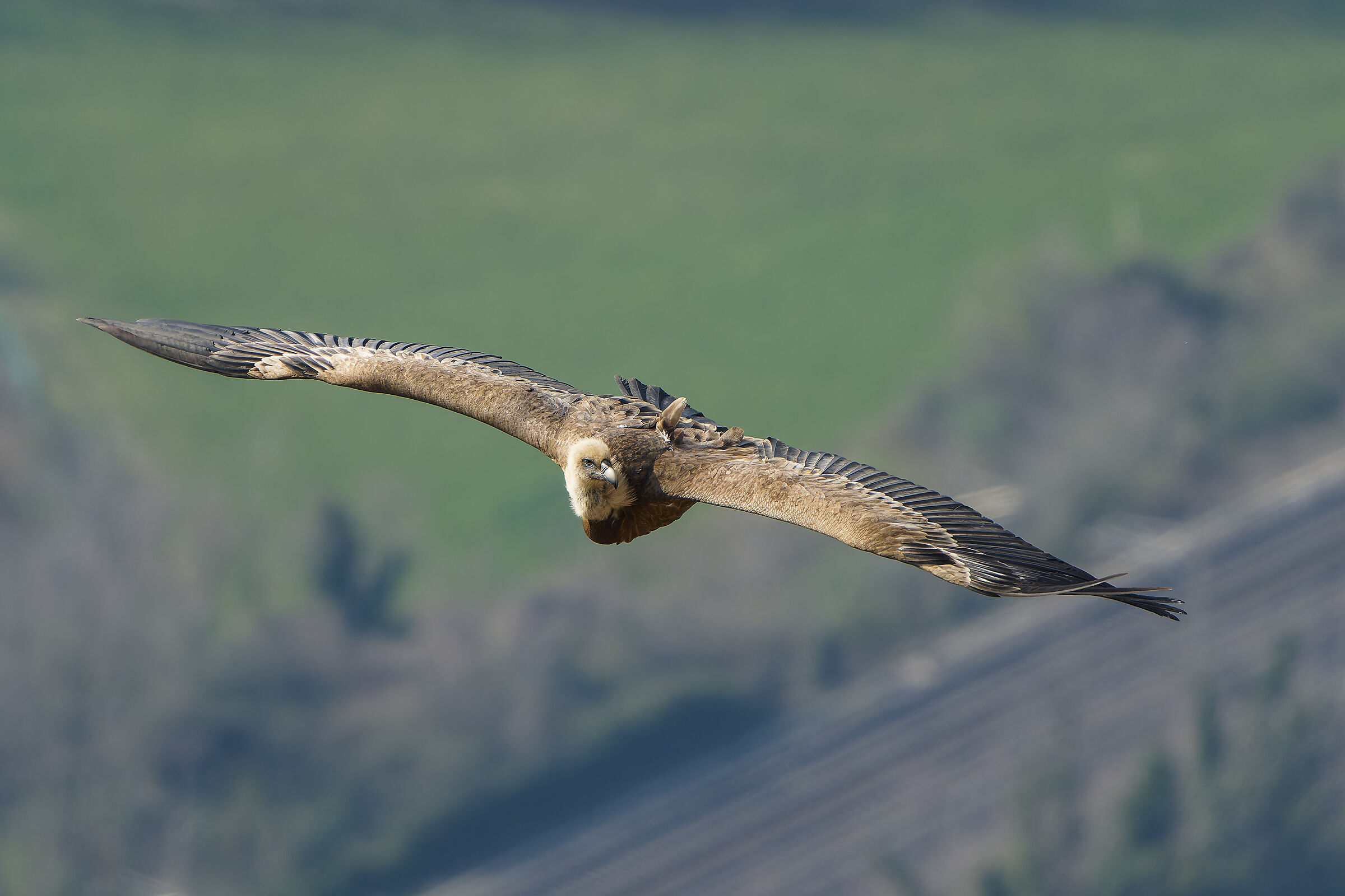 Griffin Julian Prealps