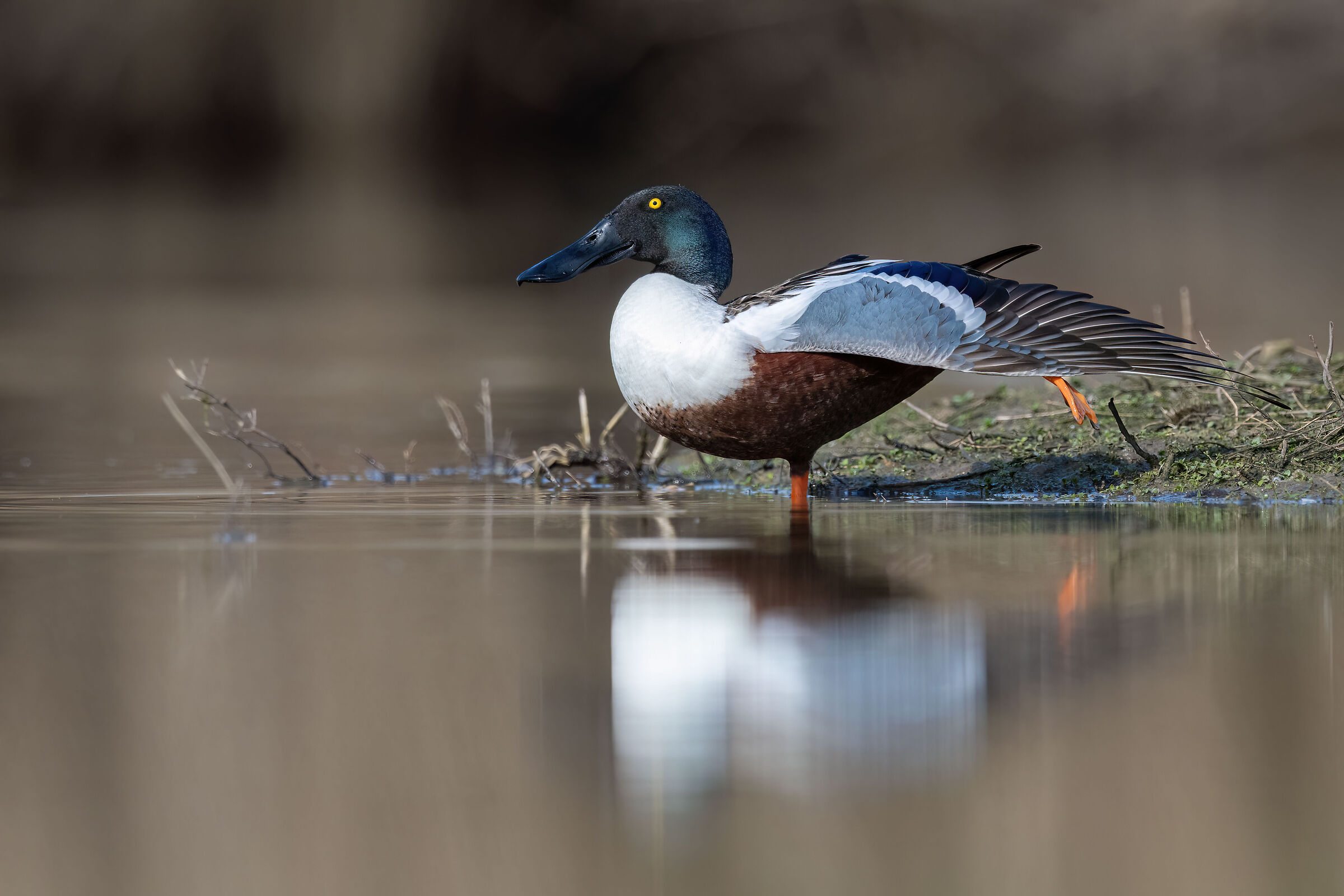 The shoveler stretch