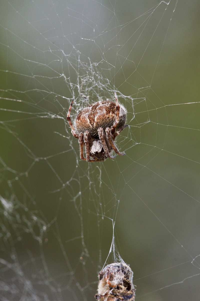 il ragno sulla sua tela