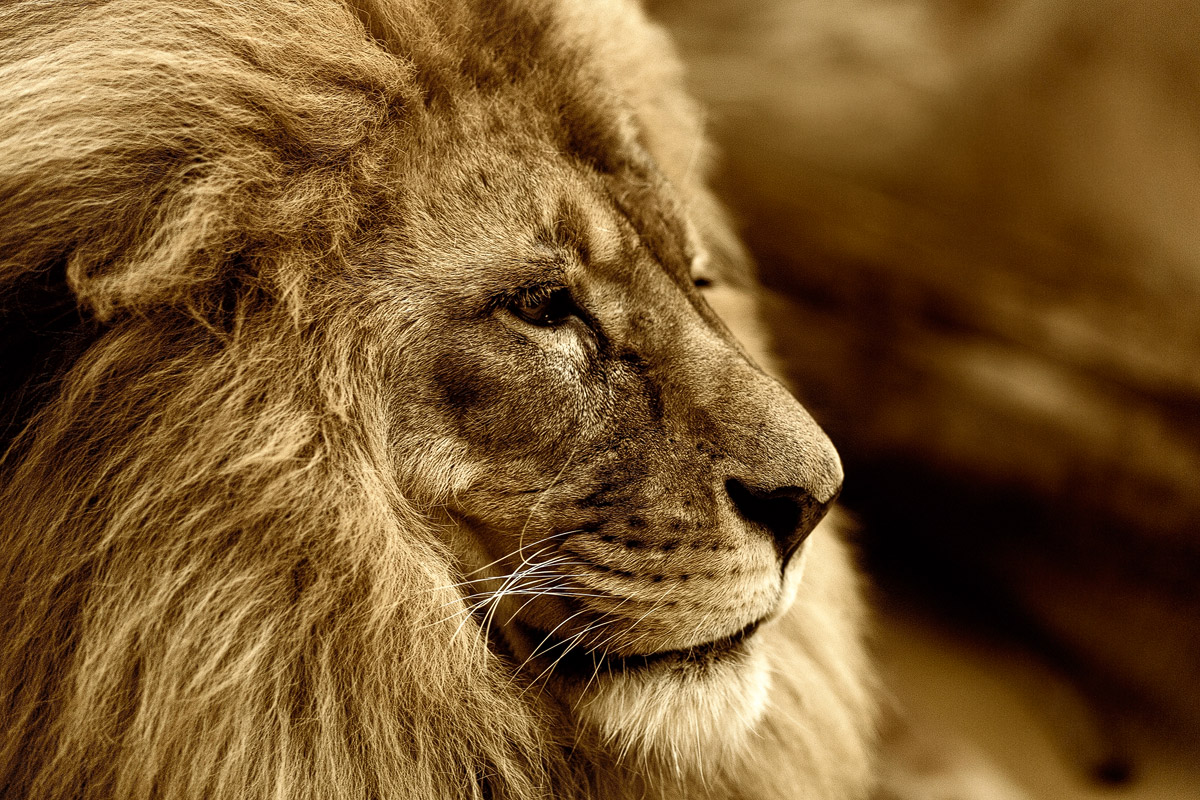 Majestic Lion