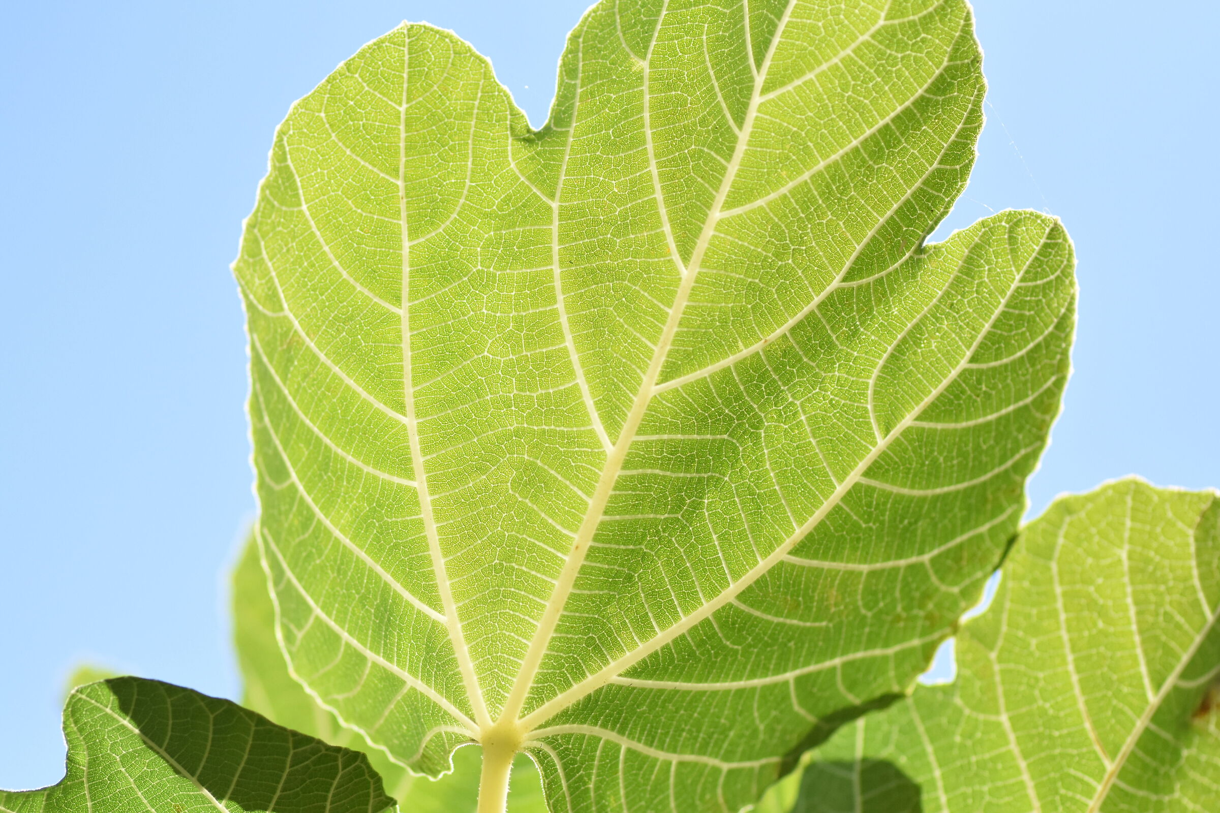 "Crop 150" 1/8 Mila, Tokina 100 F. 2.8 Atx-i- Nk.D 7200