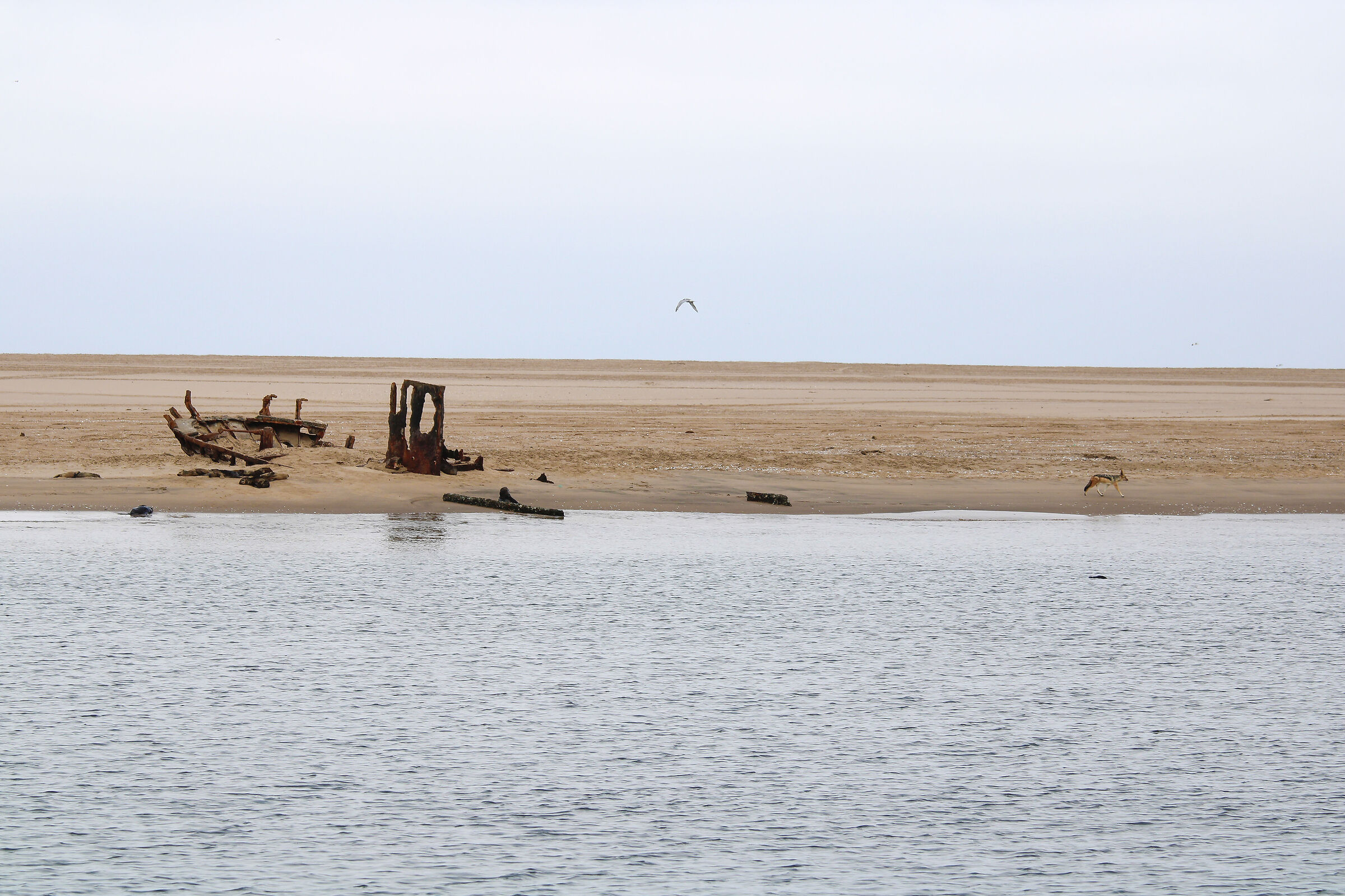Un vecchio relitto a Walvis bay
