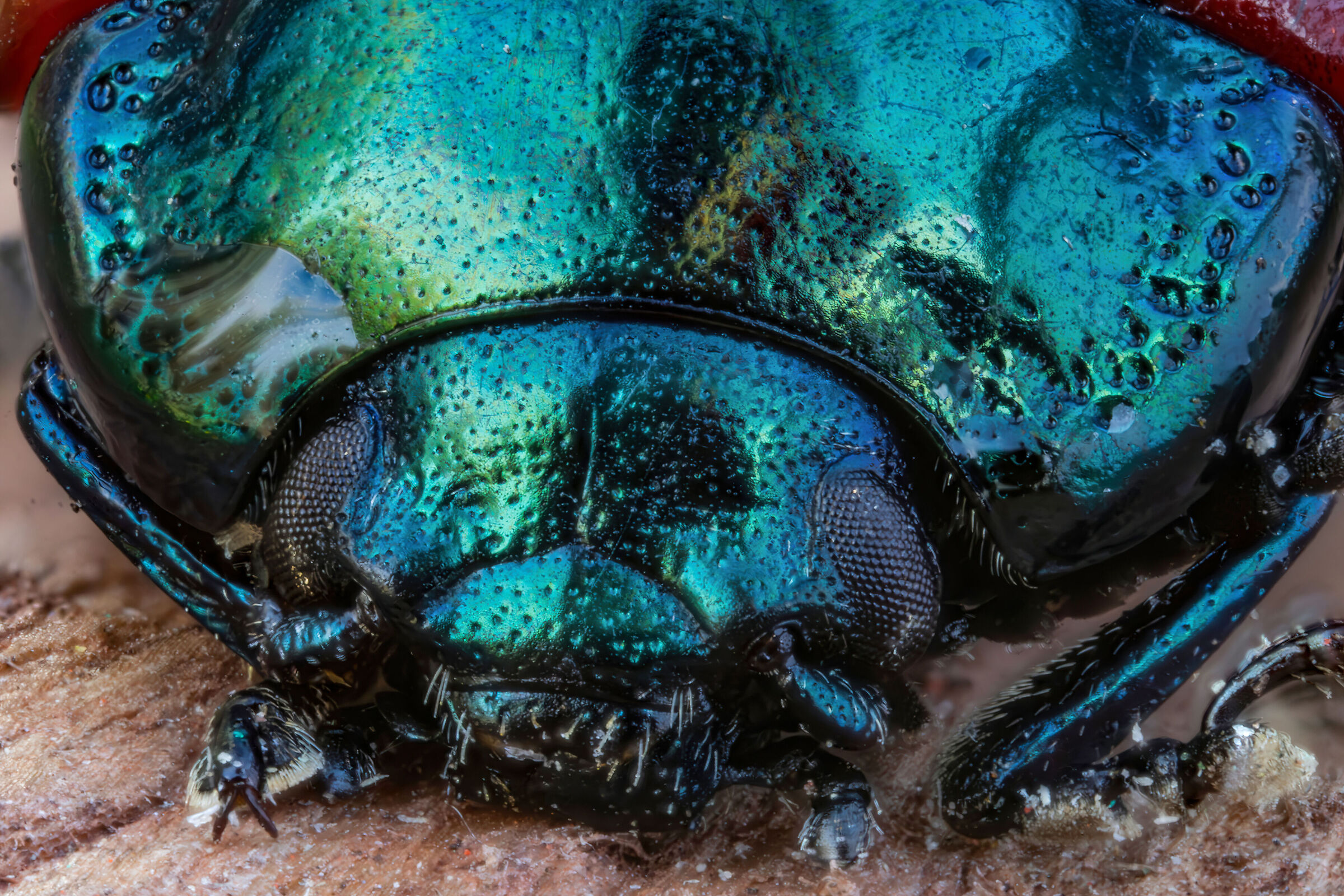 Chrysolina grossa