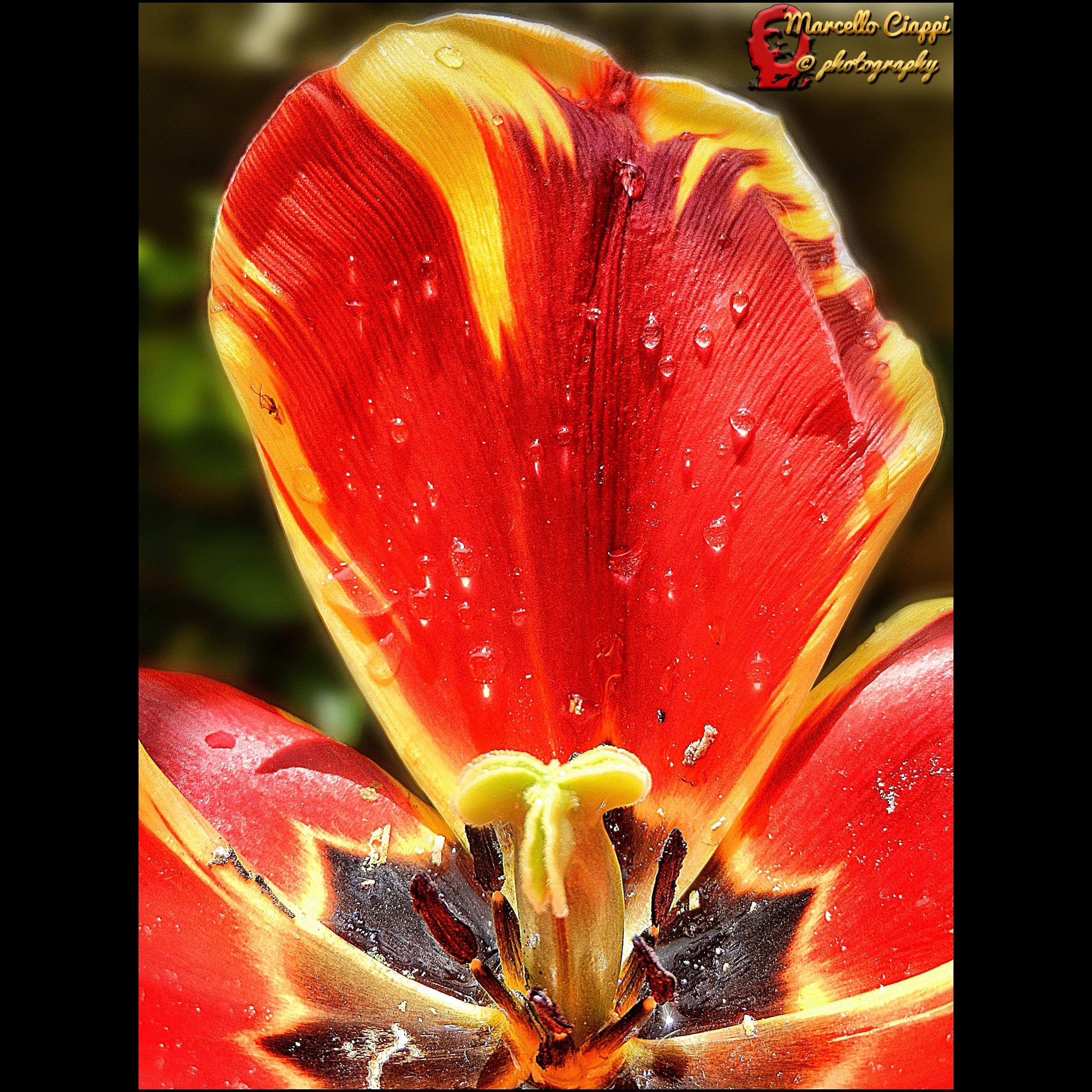 Raindrops on a tulip