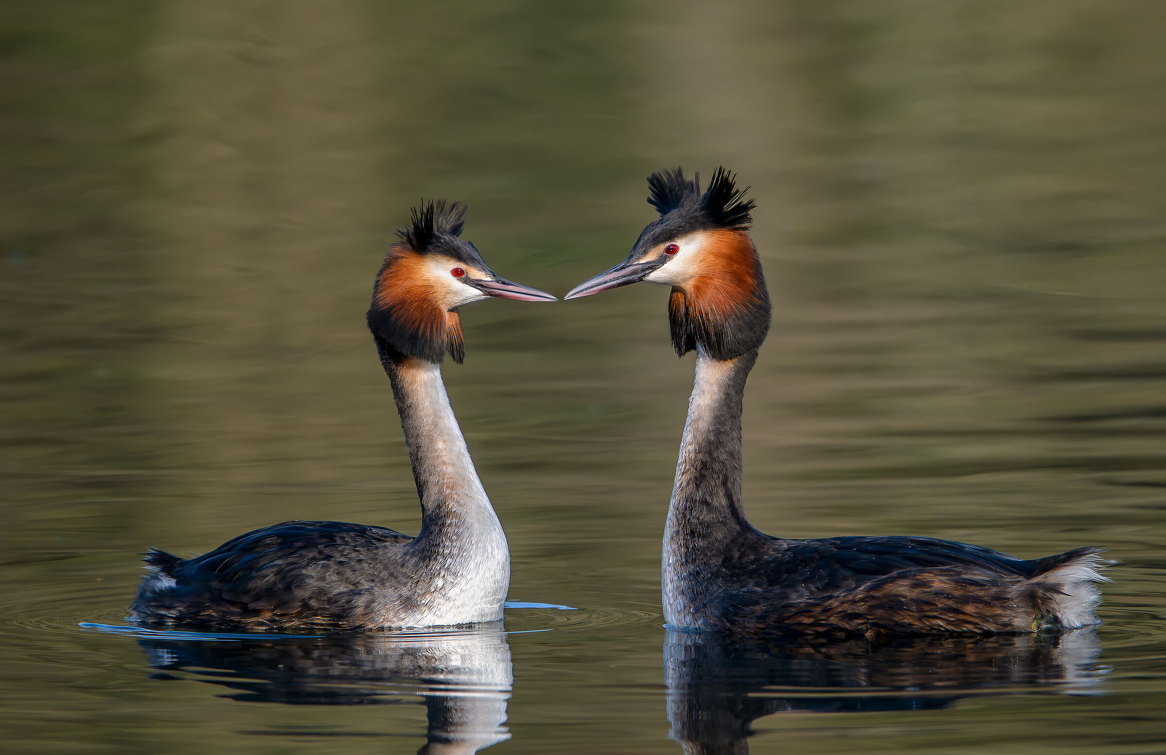 Grebes