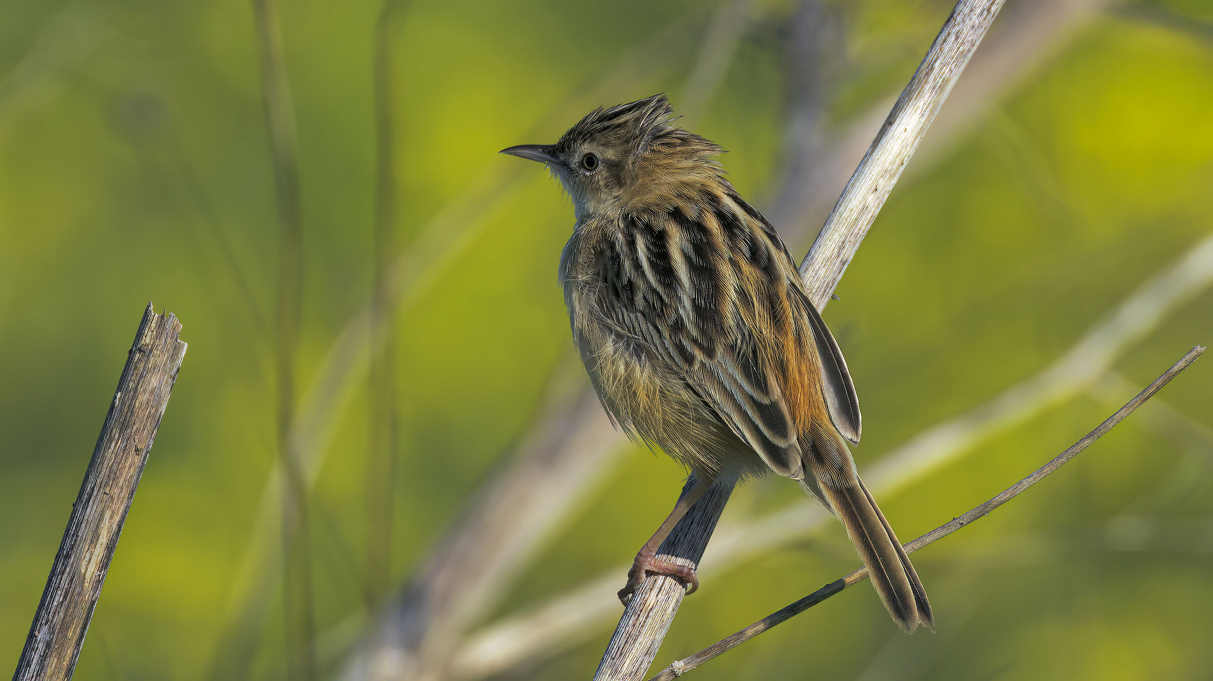 beccamoschino in luce buona2