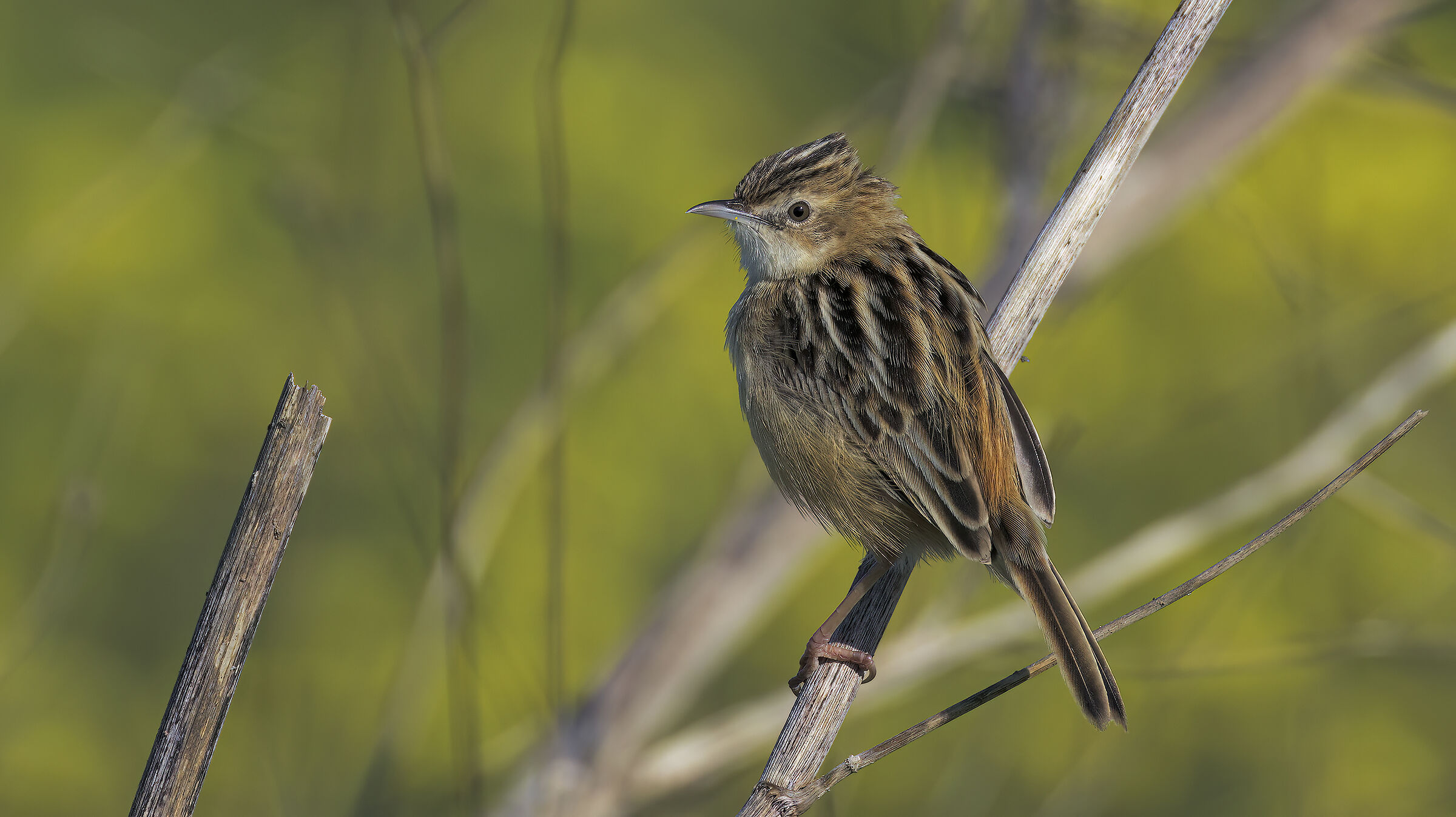 beccamoschino in luce buona