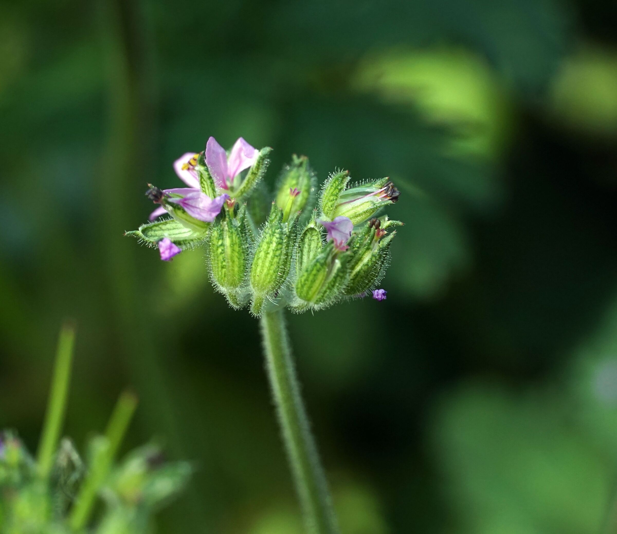 fiore