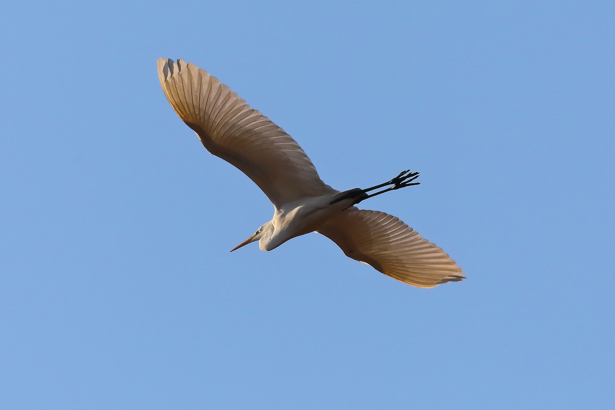 Airone BM 15 January 2024 - 6140