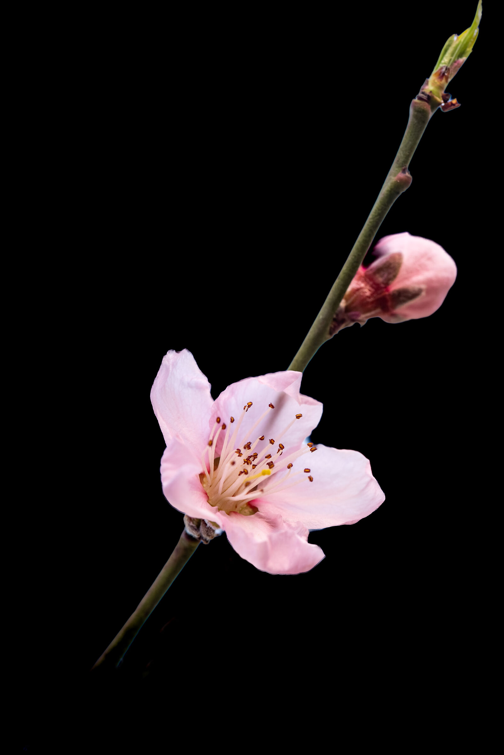Peach blossoms ...
