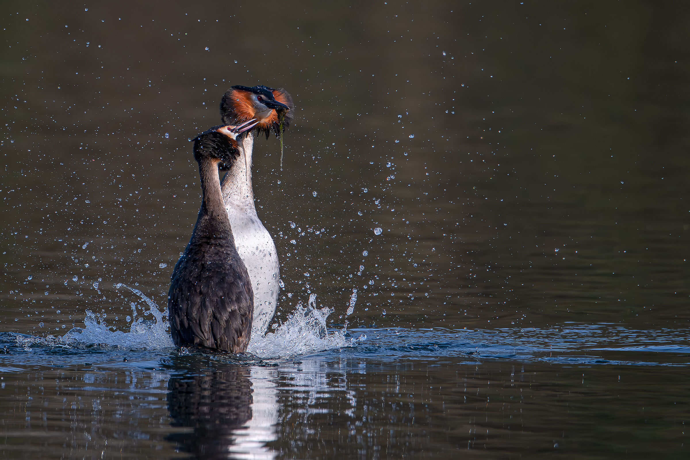 EXCHANGE OF THE GIFT