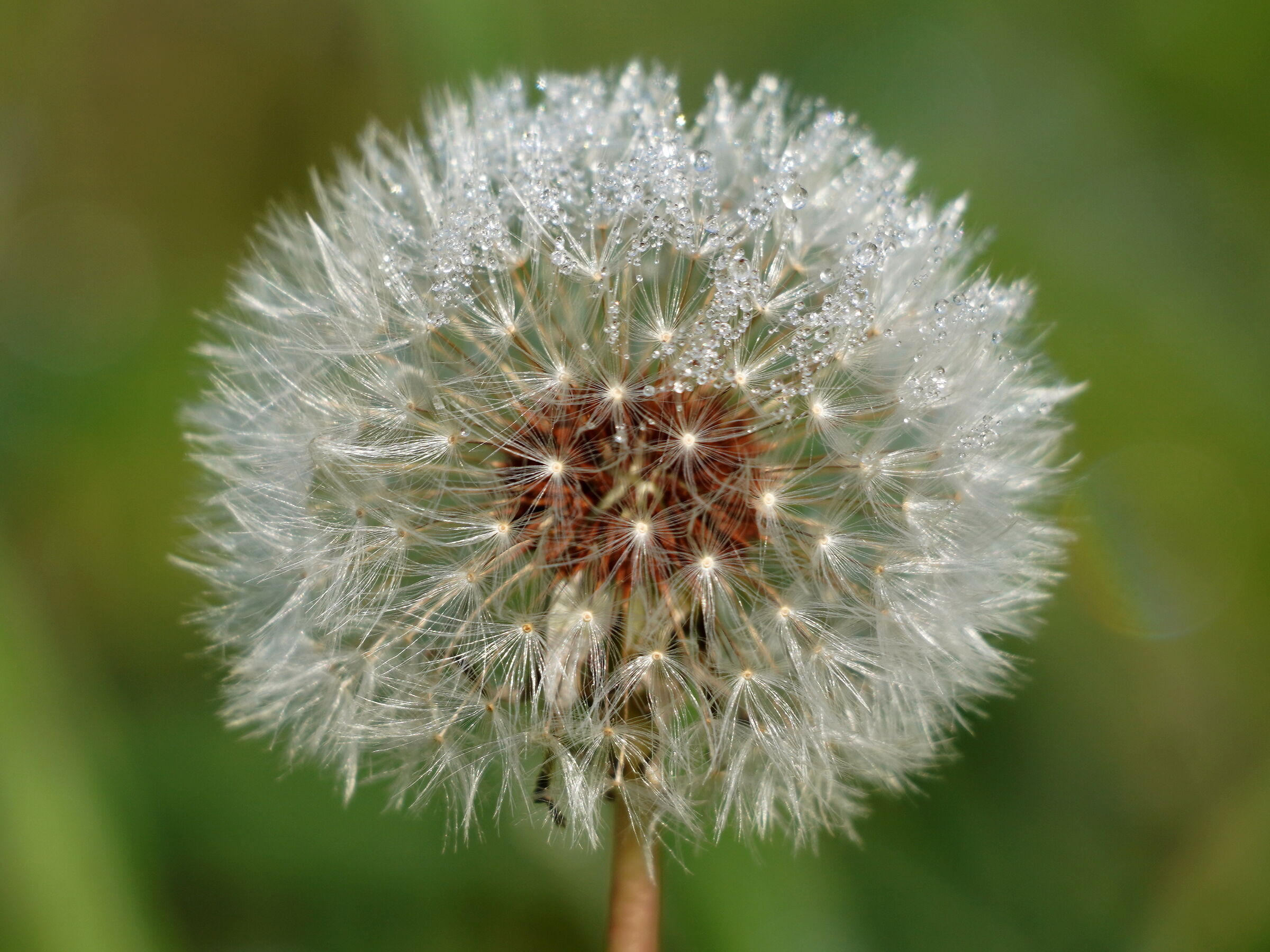 Dandelion