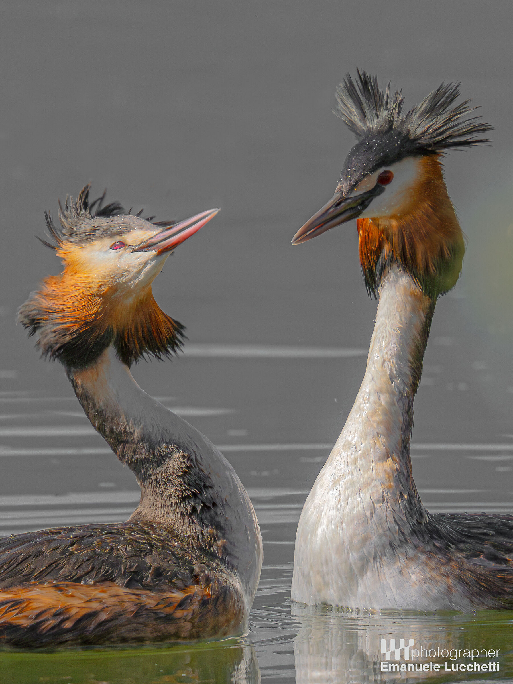 Great crested grebes in courtship