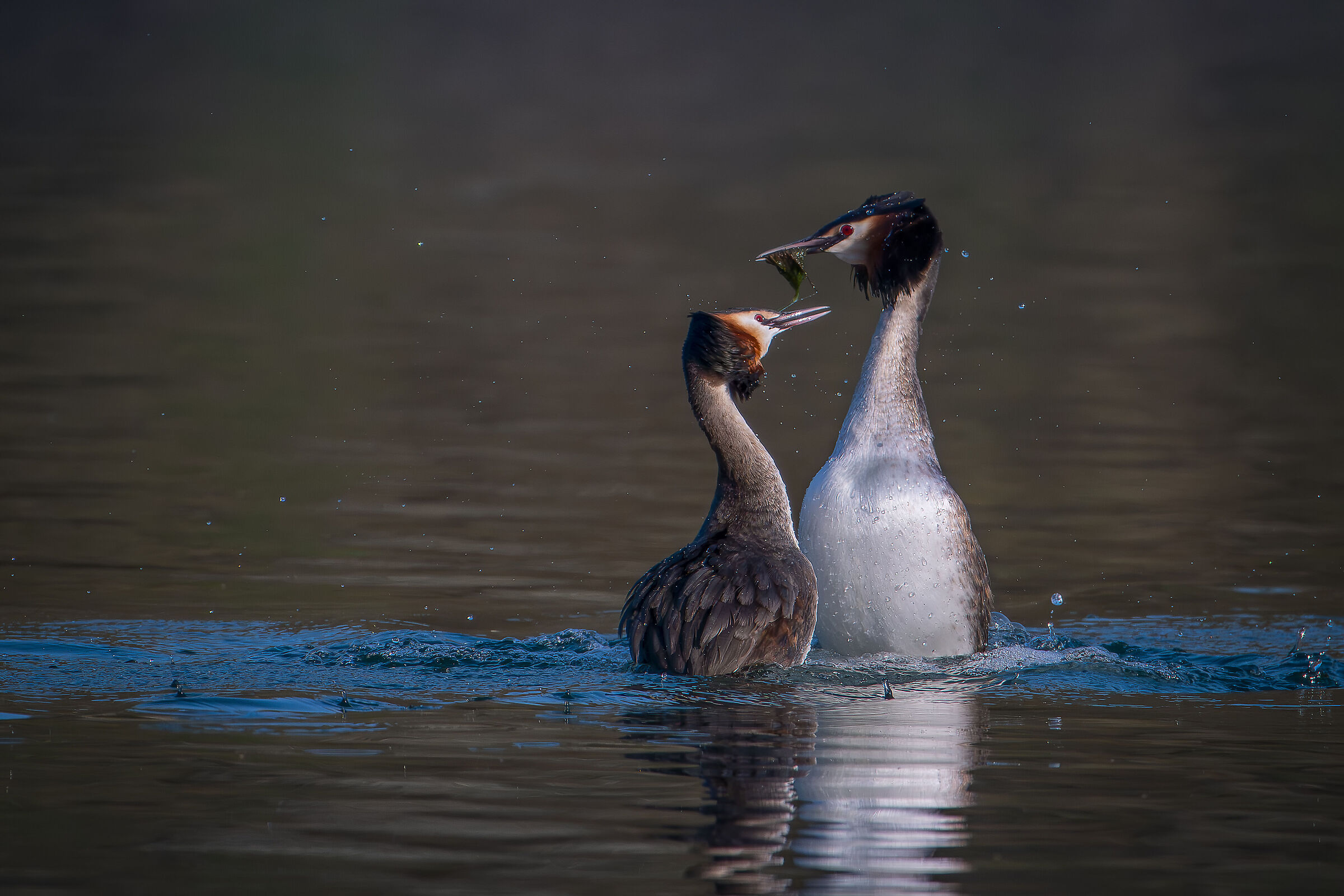 Exchange of the gift