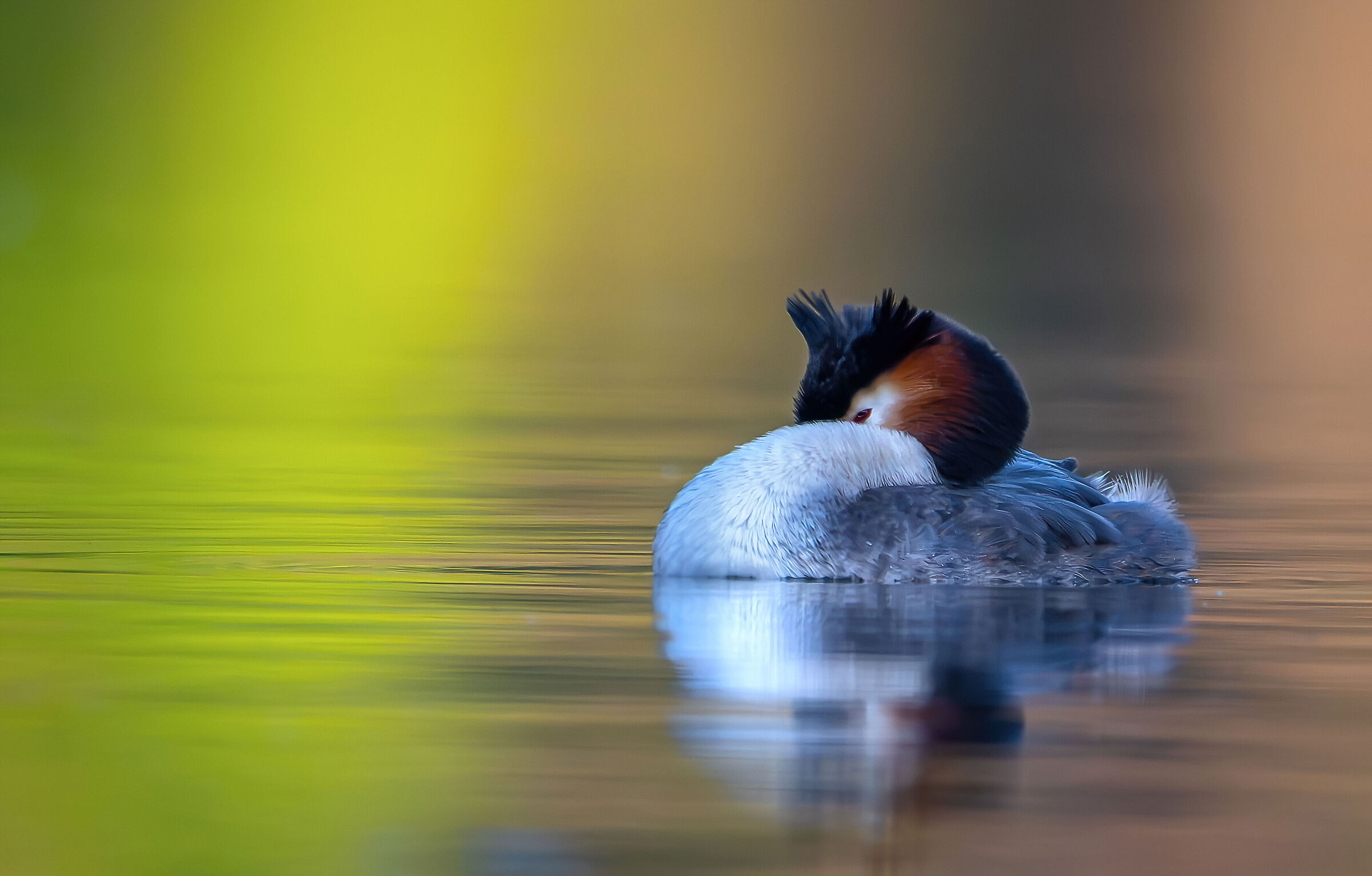 Grebe