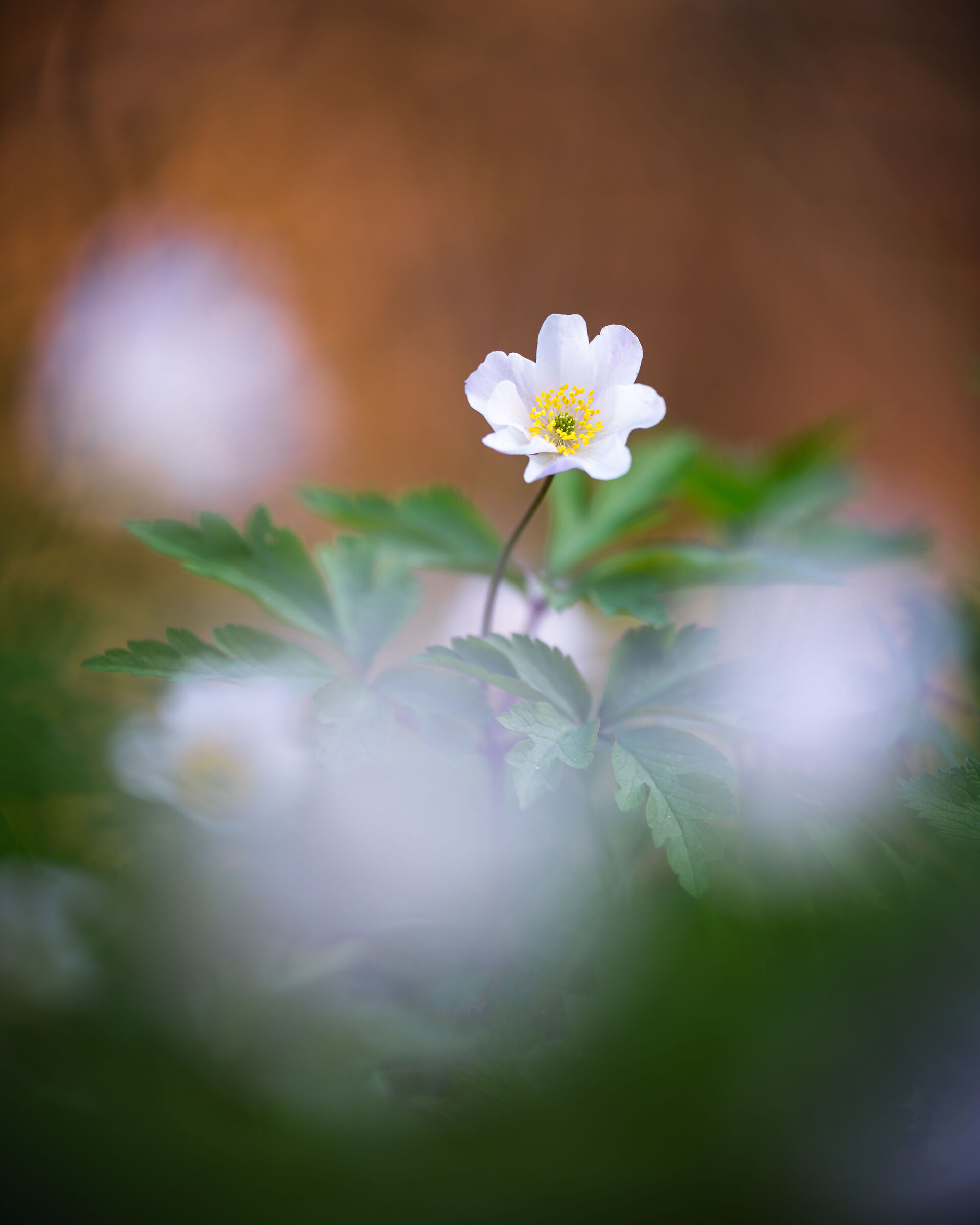 Anemone nemorosa
