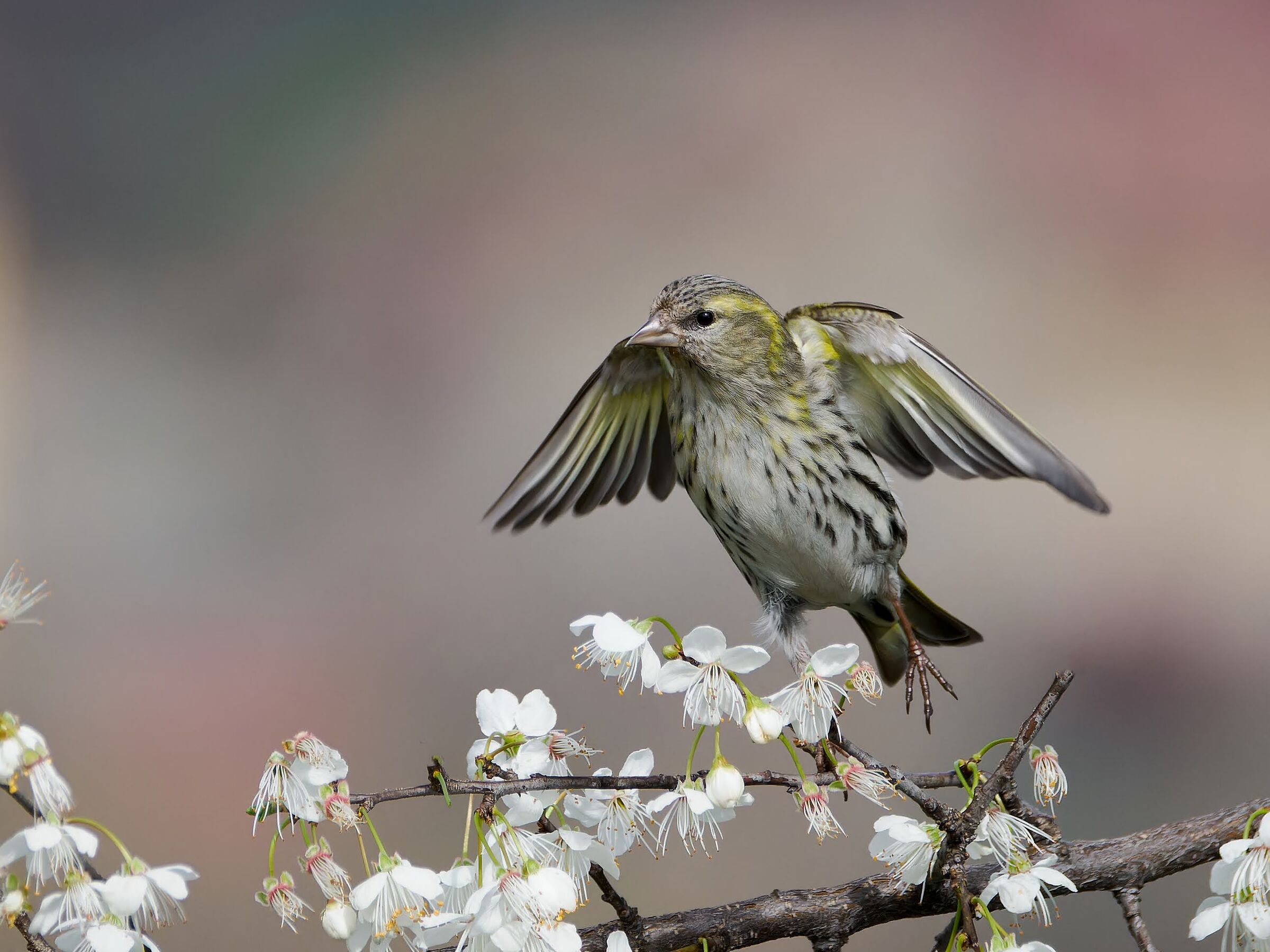Lucherino (f) in primavera.