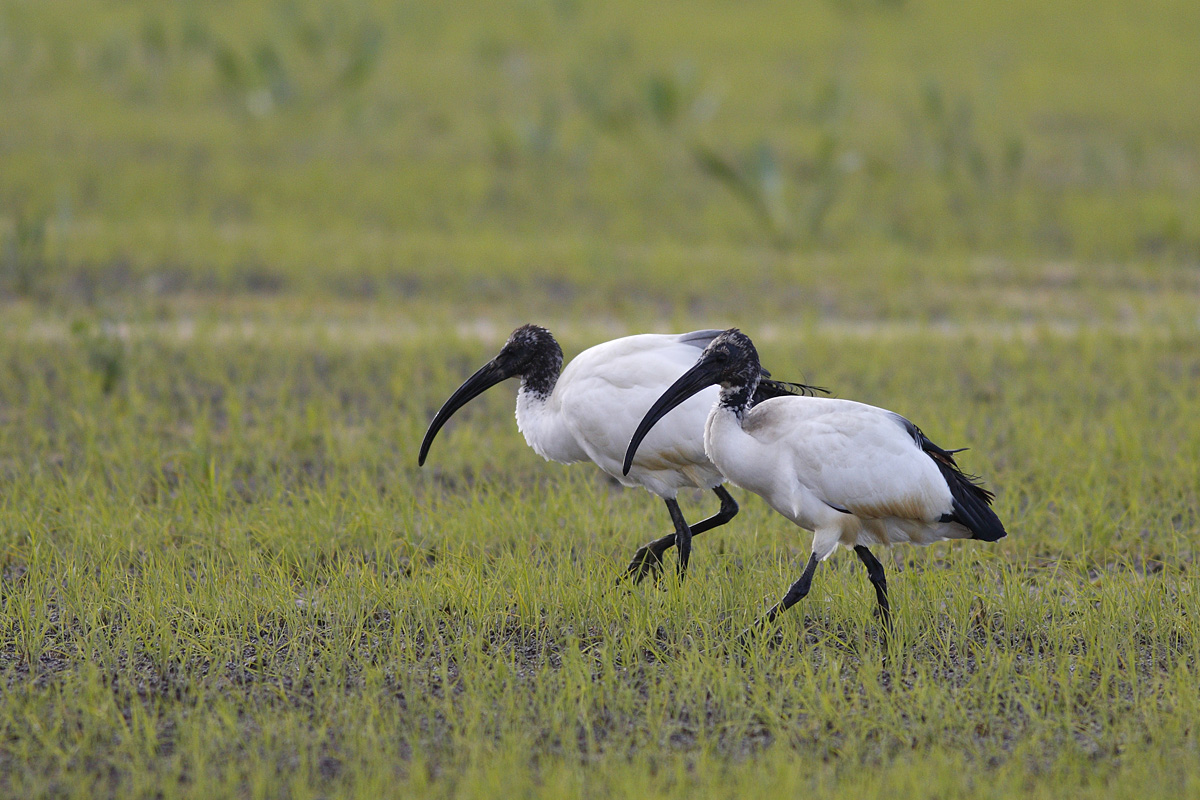 Finalmente vi ho trovato!