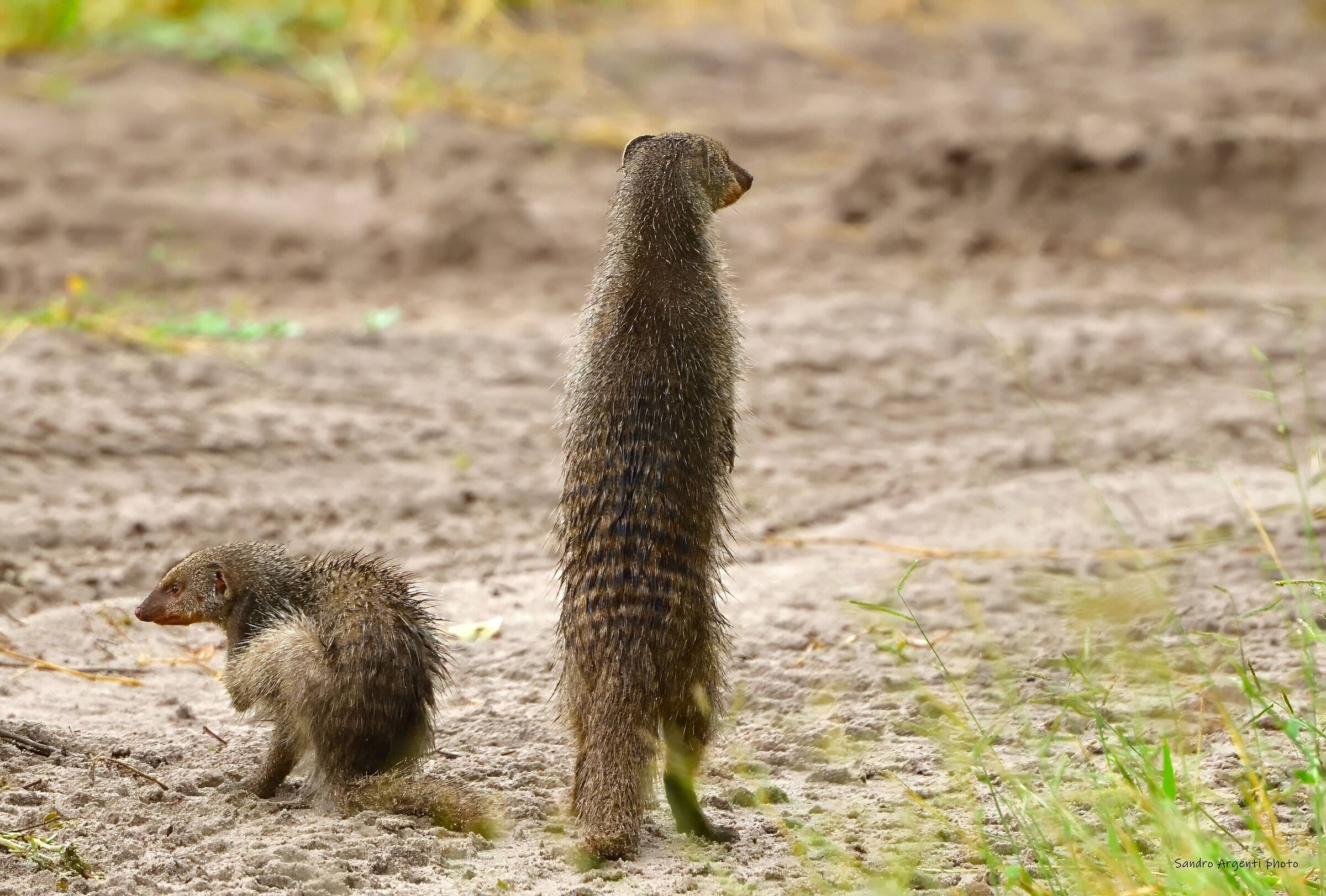 Per favore controlla che non arrivi nessuno...