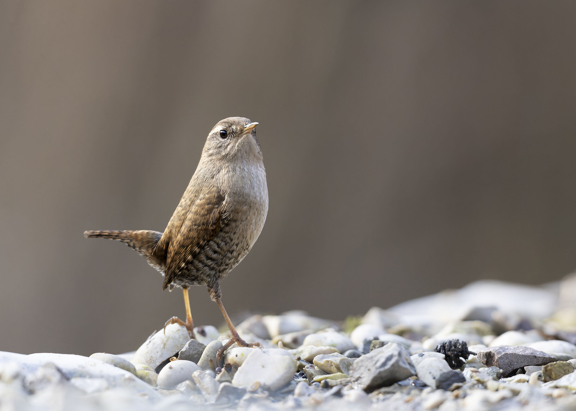 Eurasian Wren