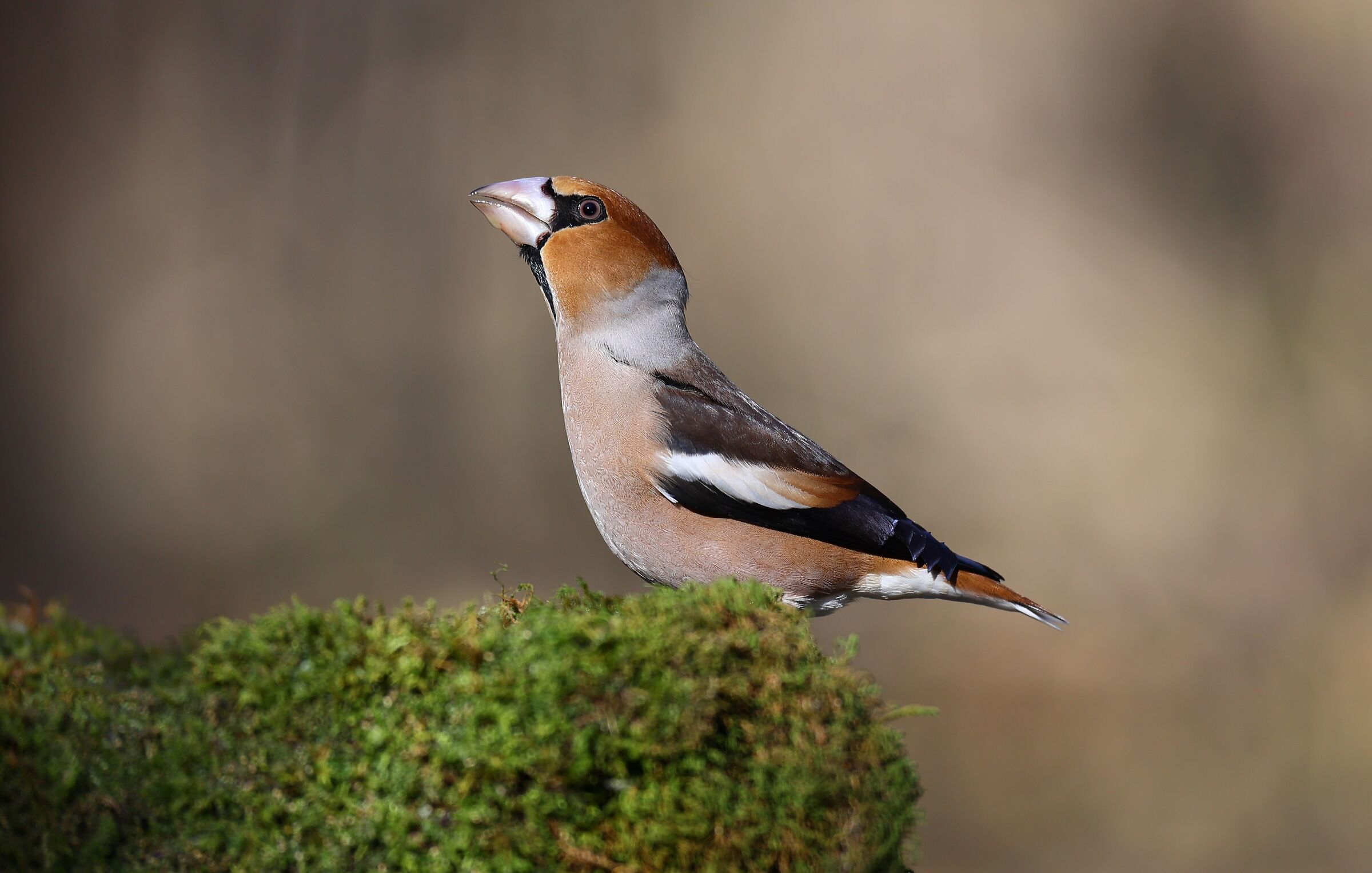 Hawfinch