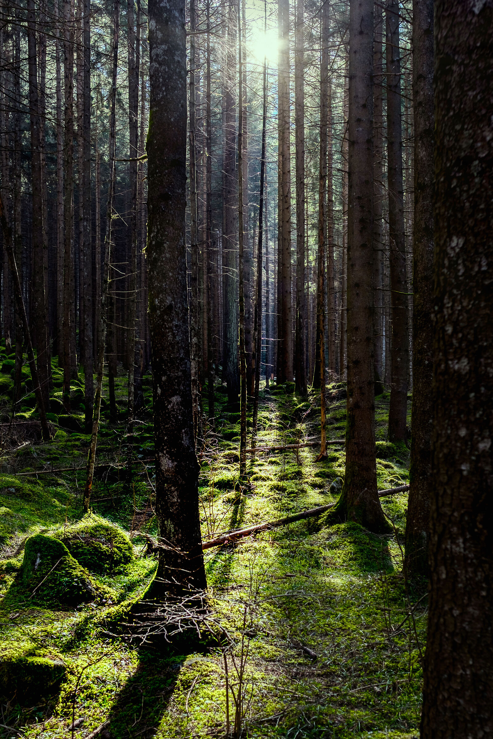 Forest