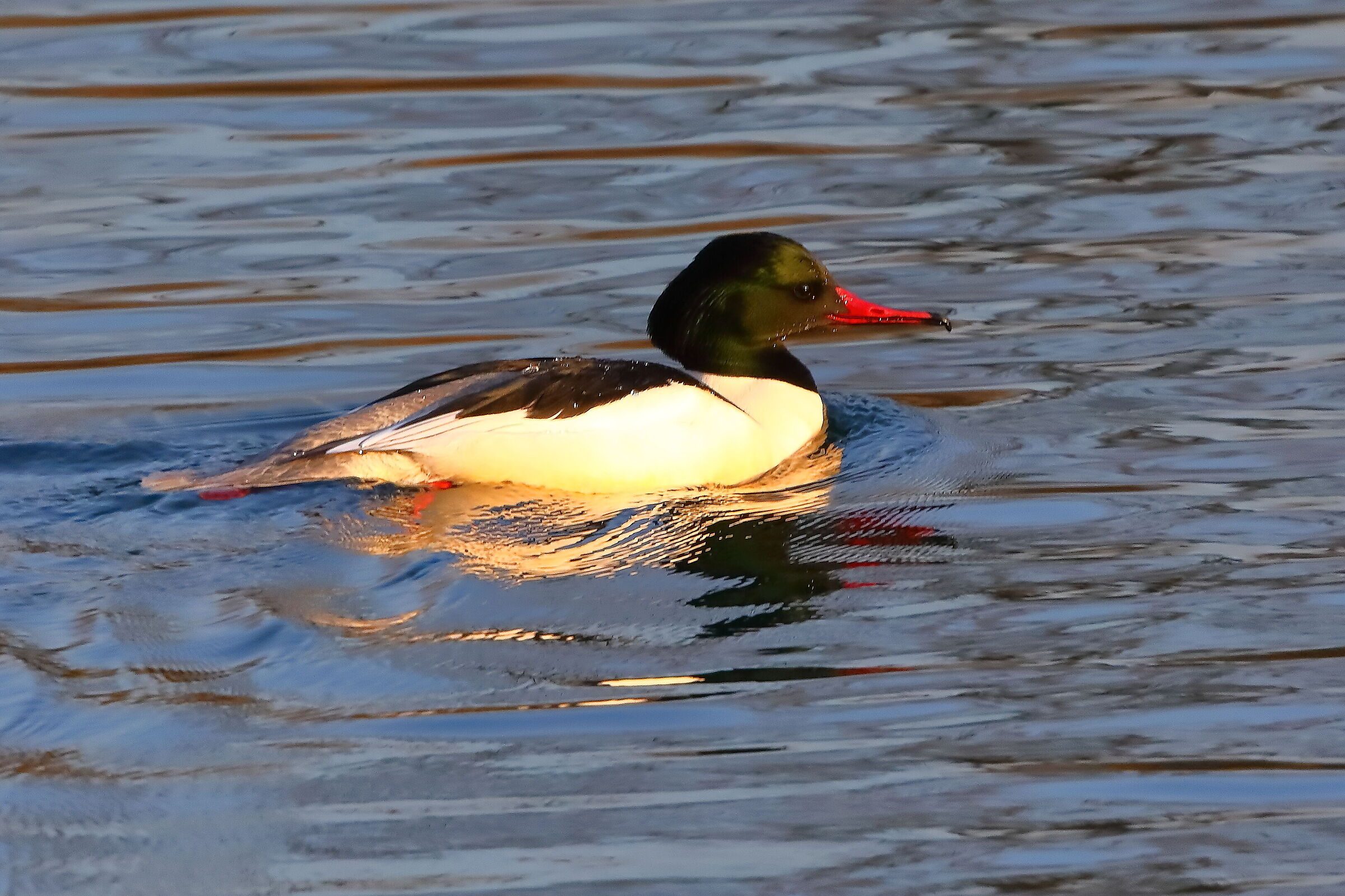 Mergo M 16 January 2024 - 0029