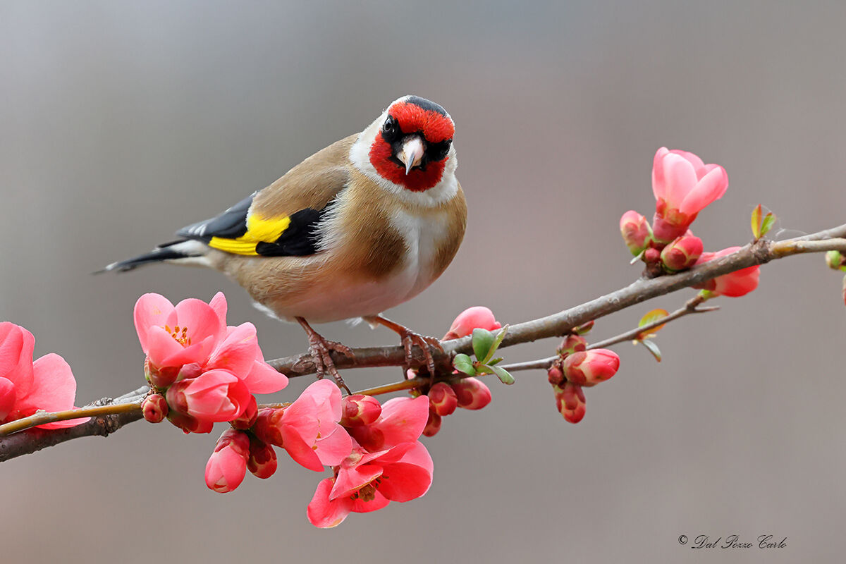 Welcome back Spring!