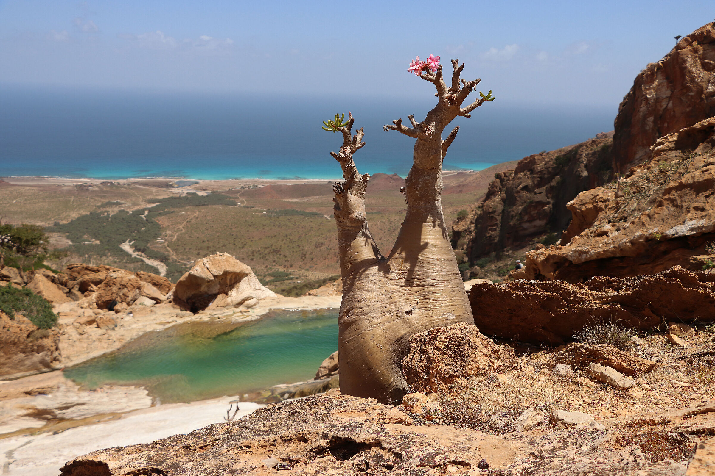 S O C O T R A - "bottle tree"