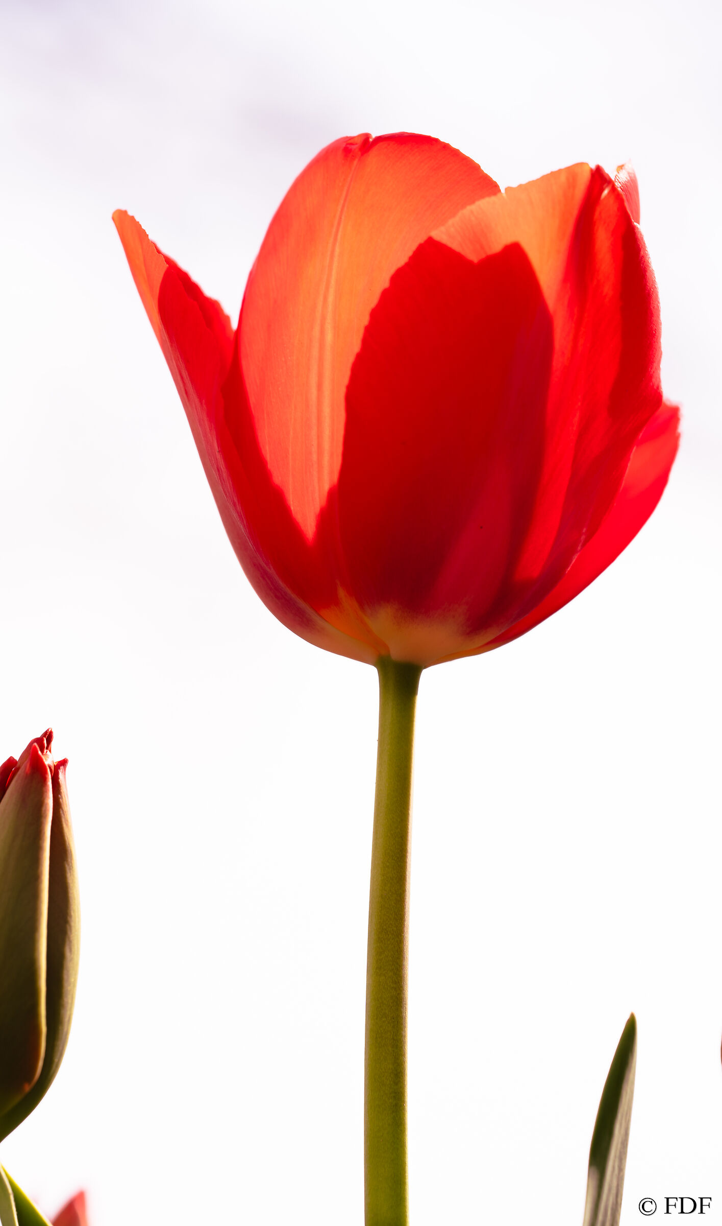 Rosso 1