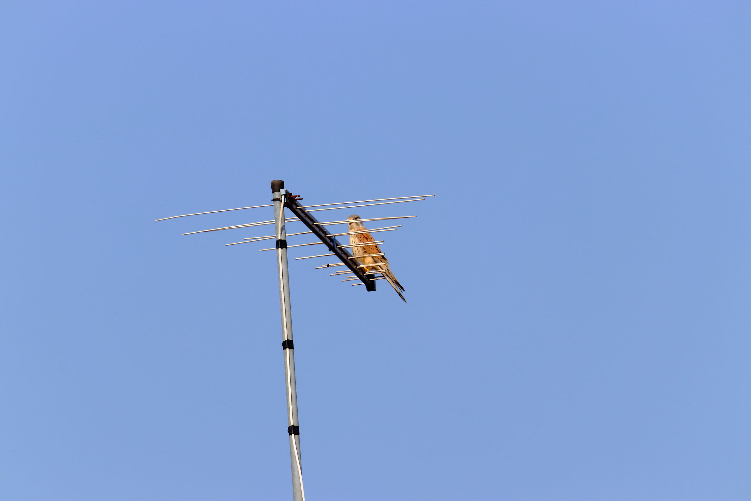 Kestrel