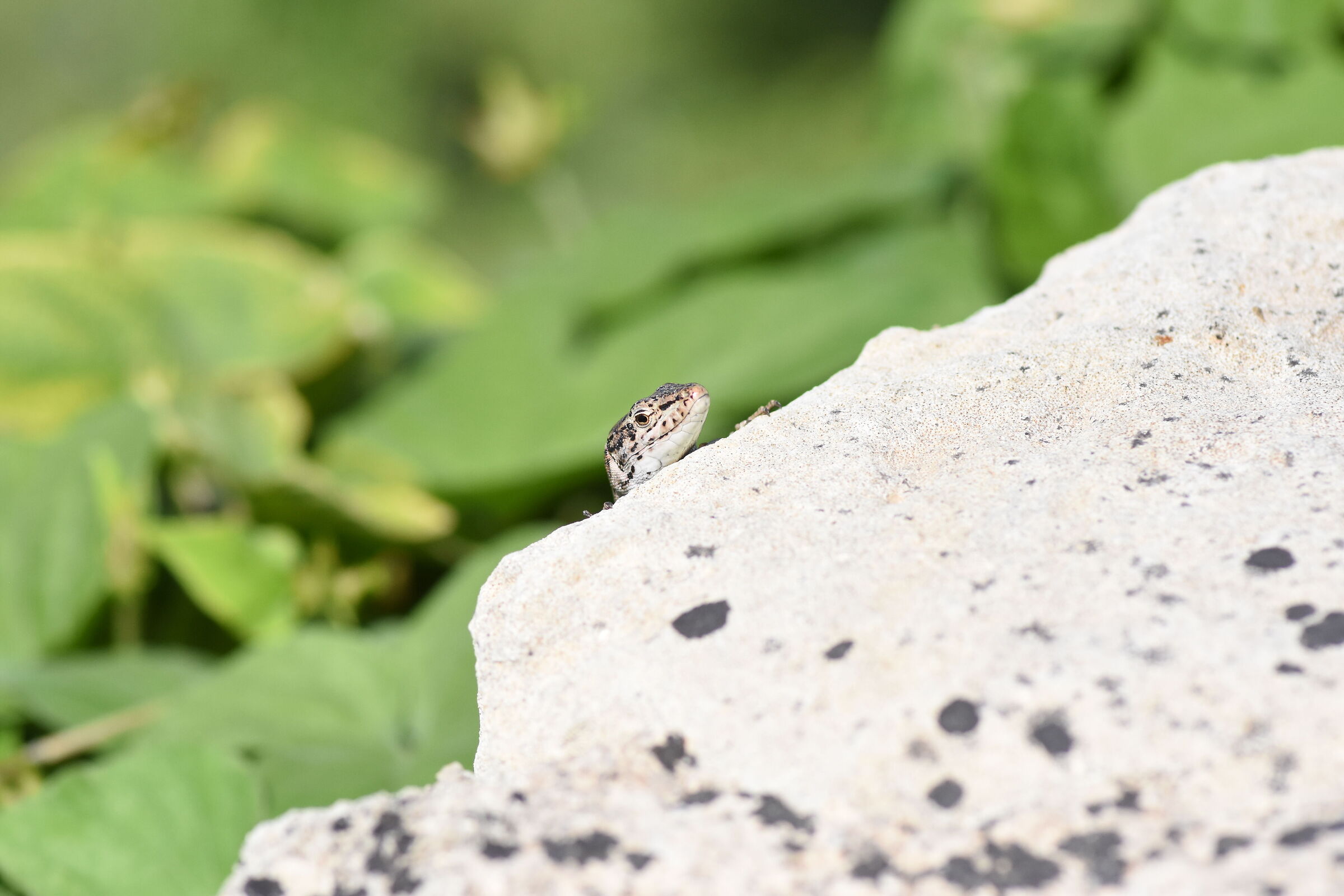 Crop 150" 1/8 Thousand" - Tokina 100 F. 2.8 Atx-i- D 7200