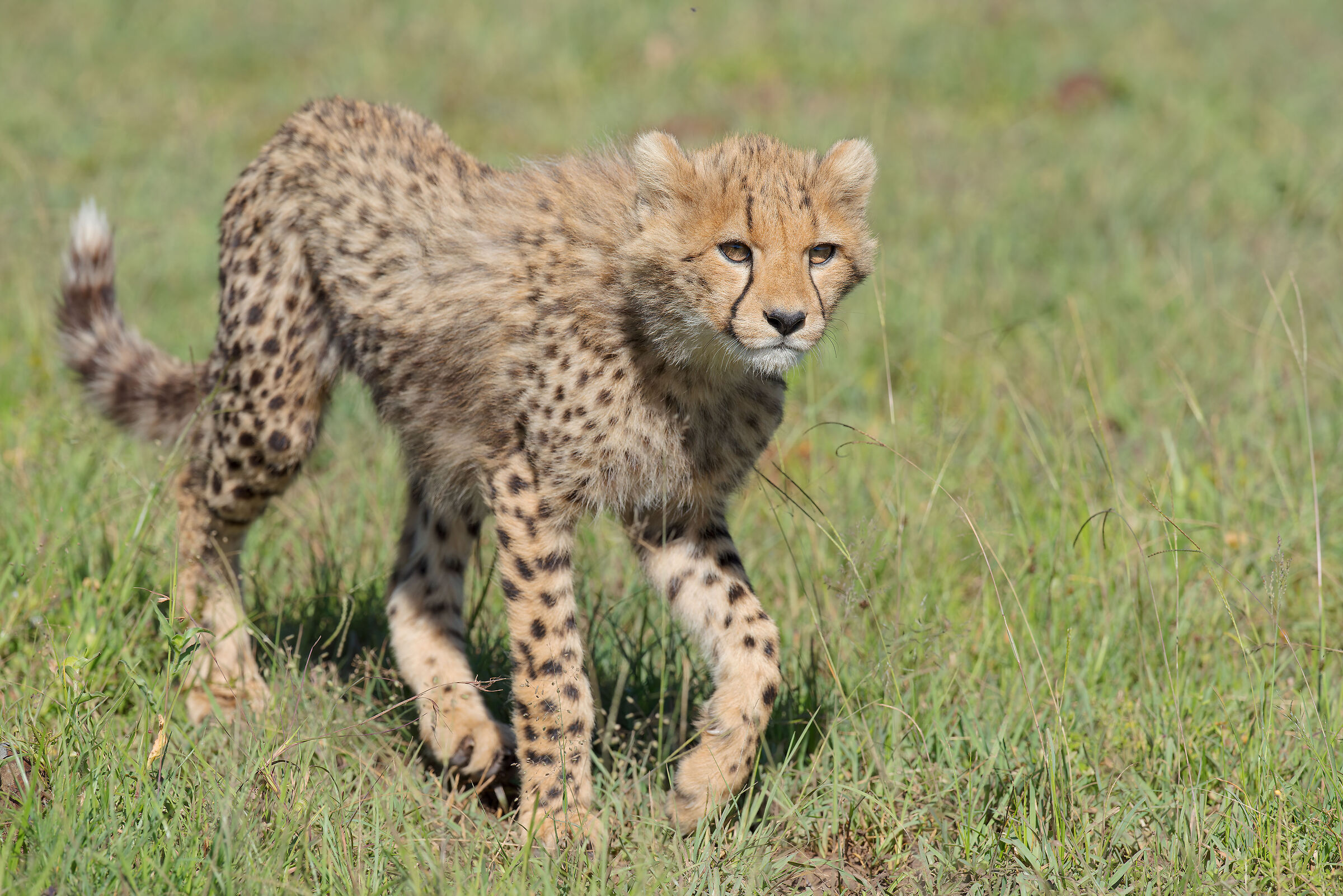 Cheetah cubs