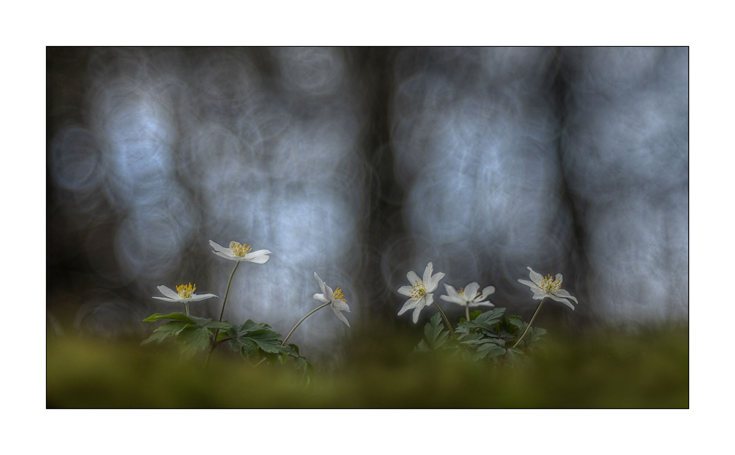 Atmospheres of the undergrowth