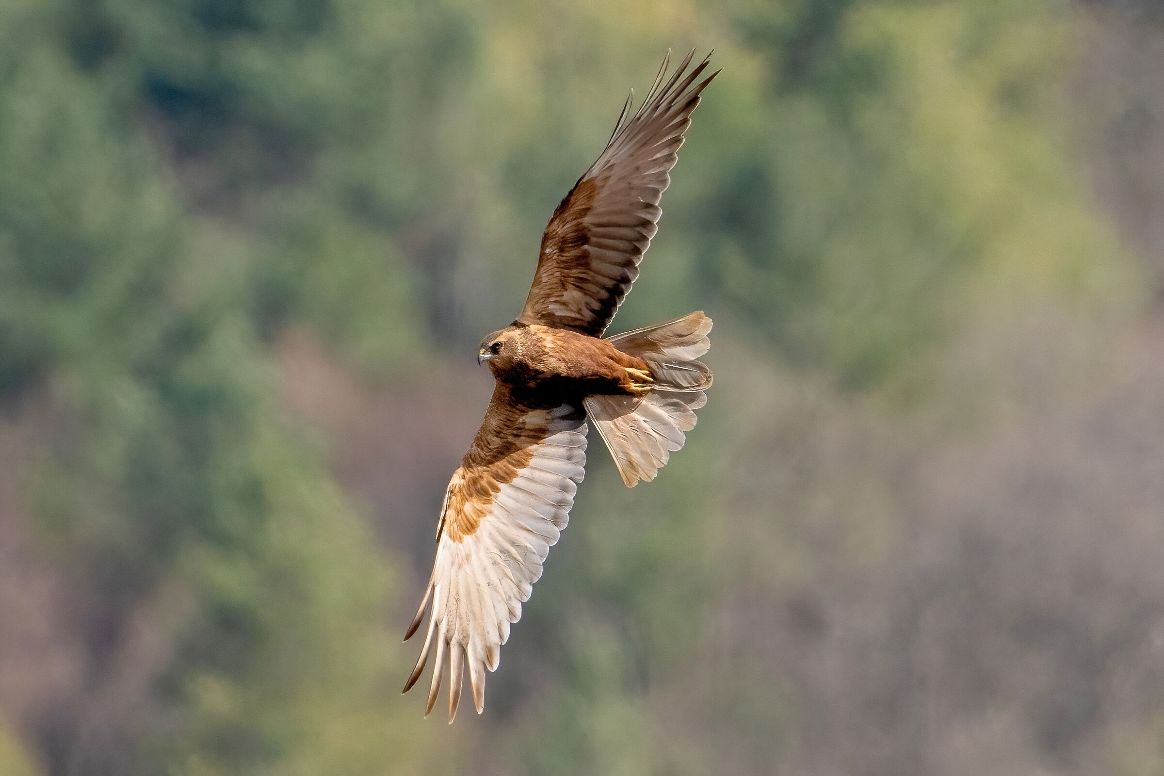 Falco di palude (Circus aeruginosus)