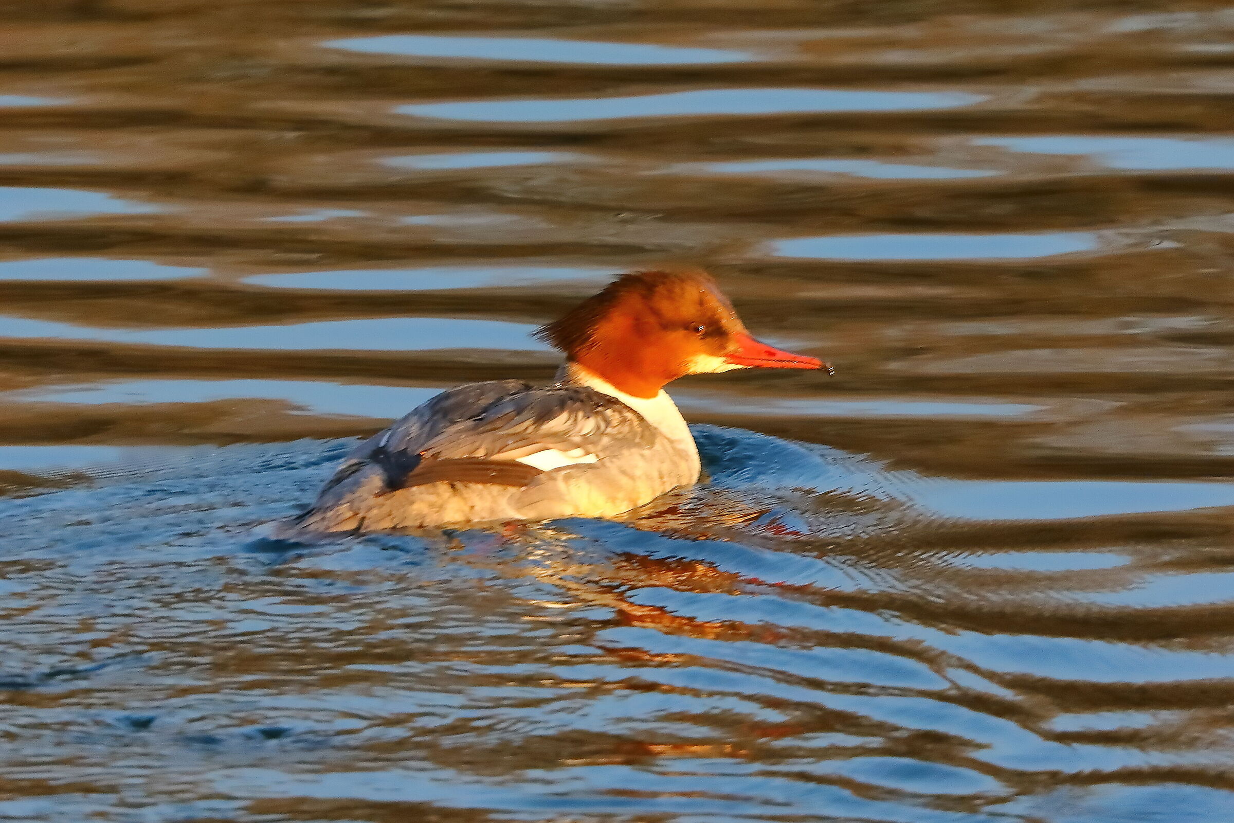 Merganser F 16 January 2024 - 0030